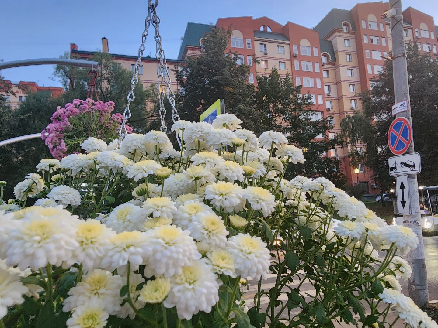 долгопрудный, проспект пацаева, петунии, хризантемы, вертикальные клумбы,
