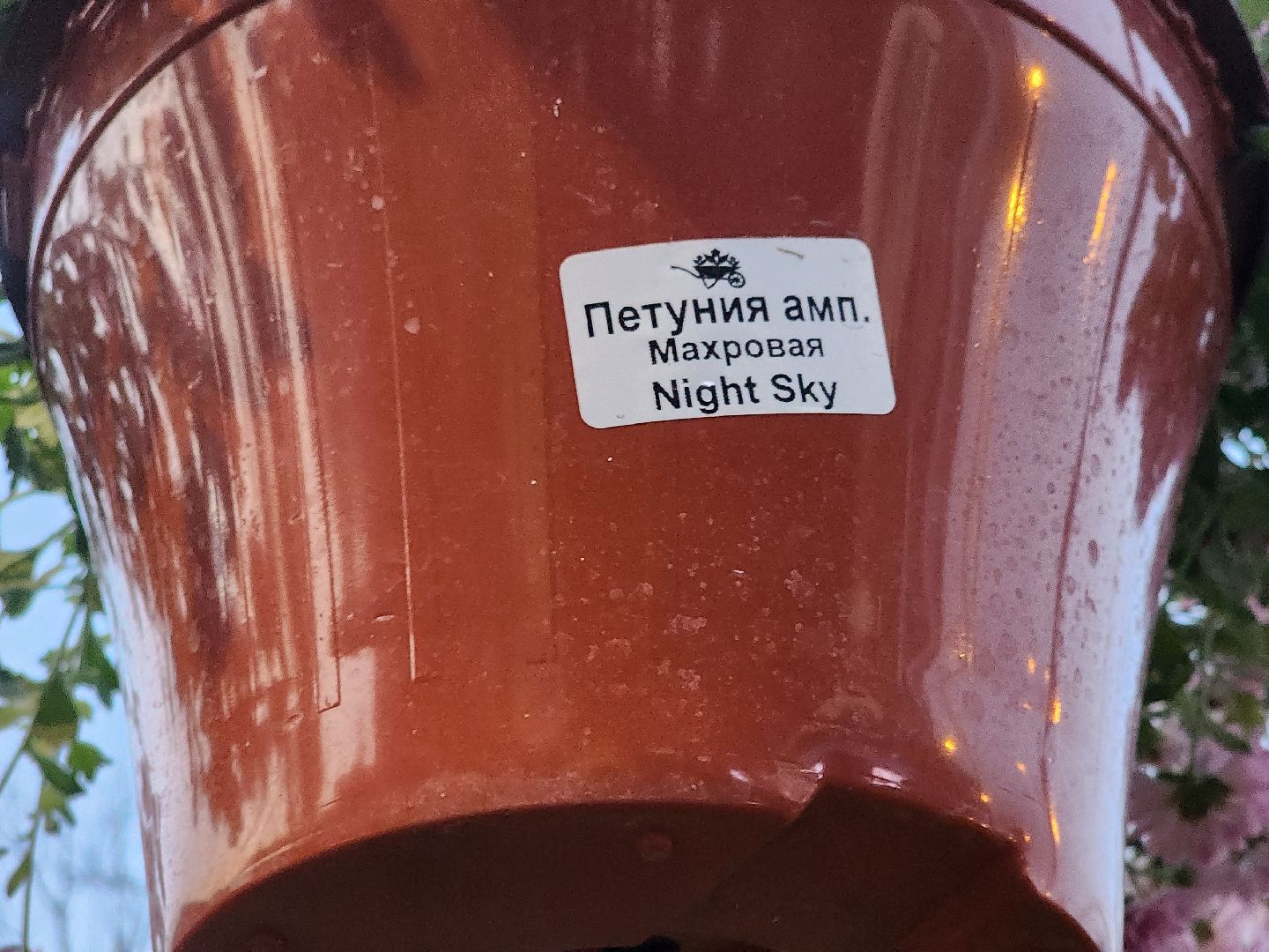 долгопрудный, проспект пацаева, петунии, хризантемы, вертикальные клумбы,