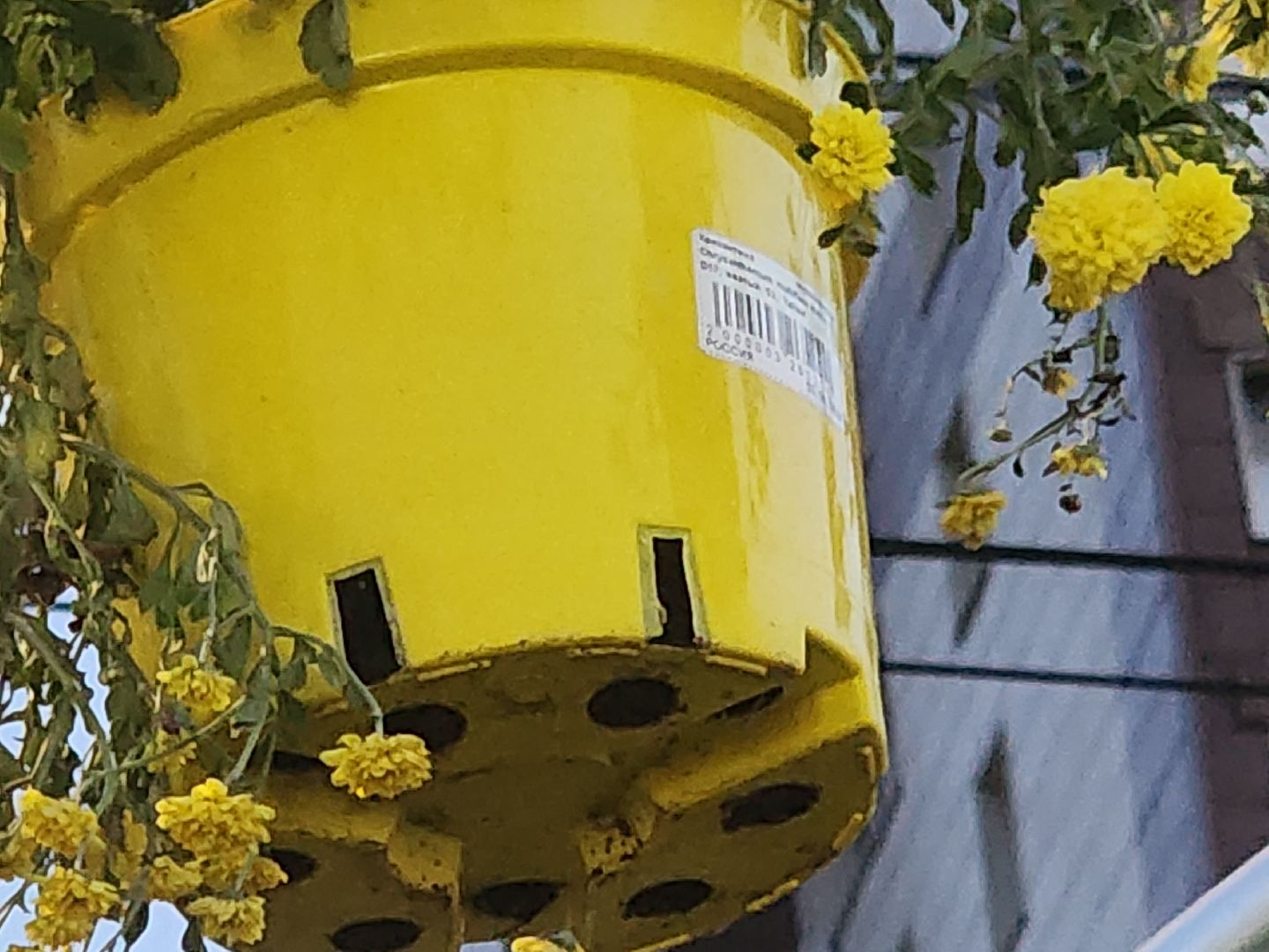 долгопрудный, проспект пацаева, петунии, хризантемы, вертикальные клумбы,