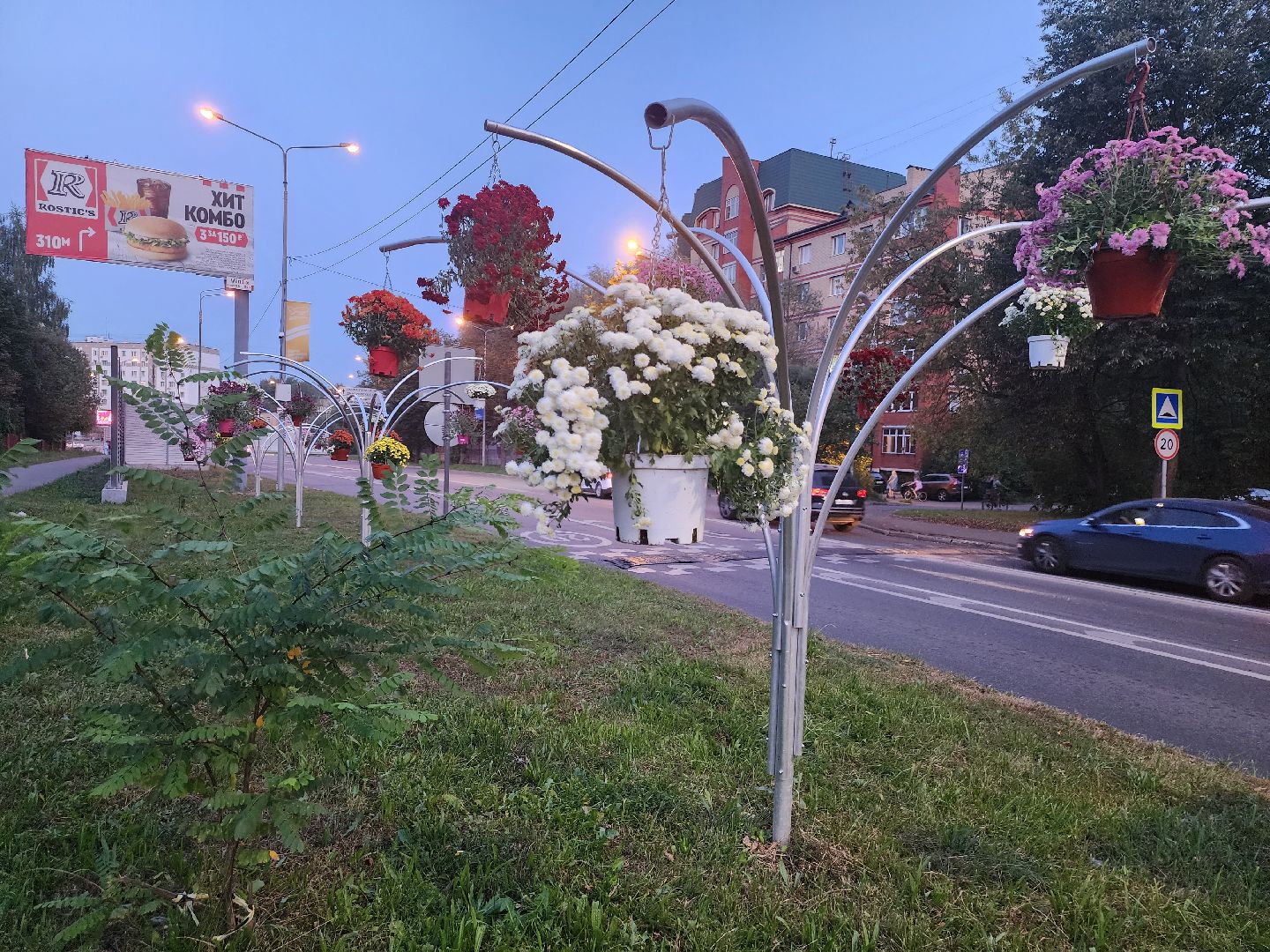 долгопрудный, проспект пацаева, петунии, хризантемы, вертикальные клумбы,