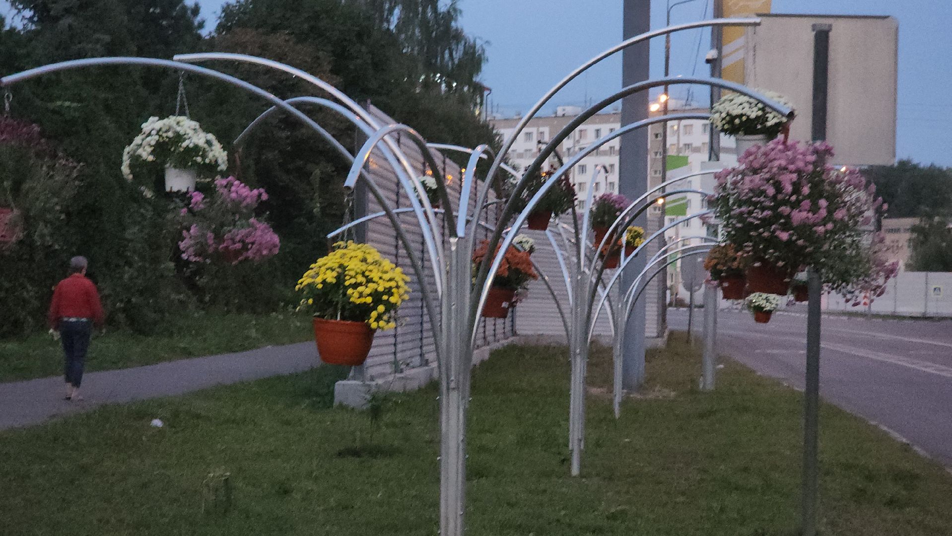 долгопрудный, проспект пацаева, петунии, хризантемы, вертикальные клумбы,