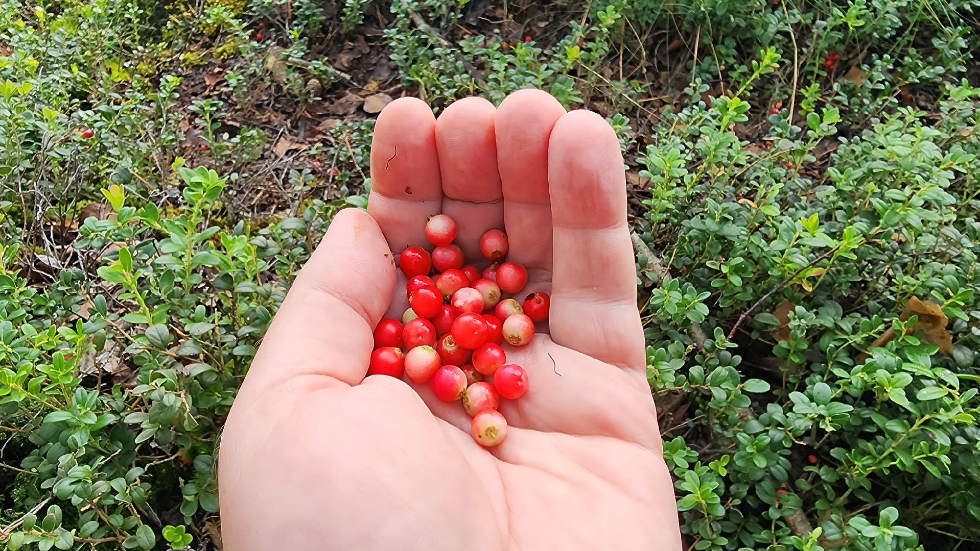 шатура, брусника, лесной виноград, сбор урожая, путешествие, туризм,