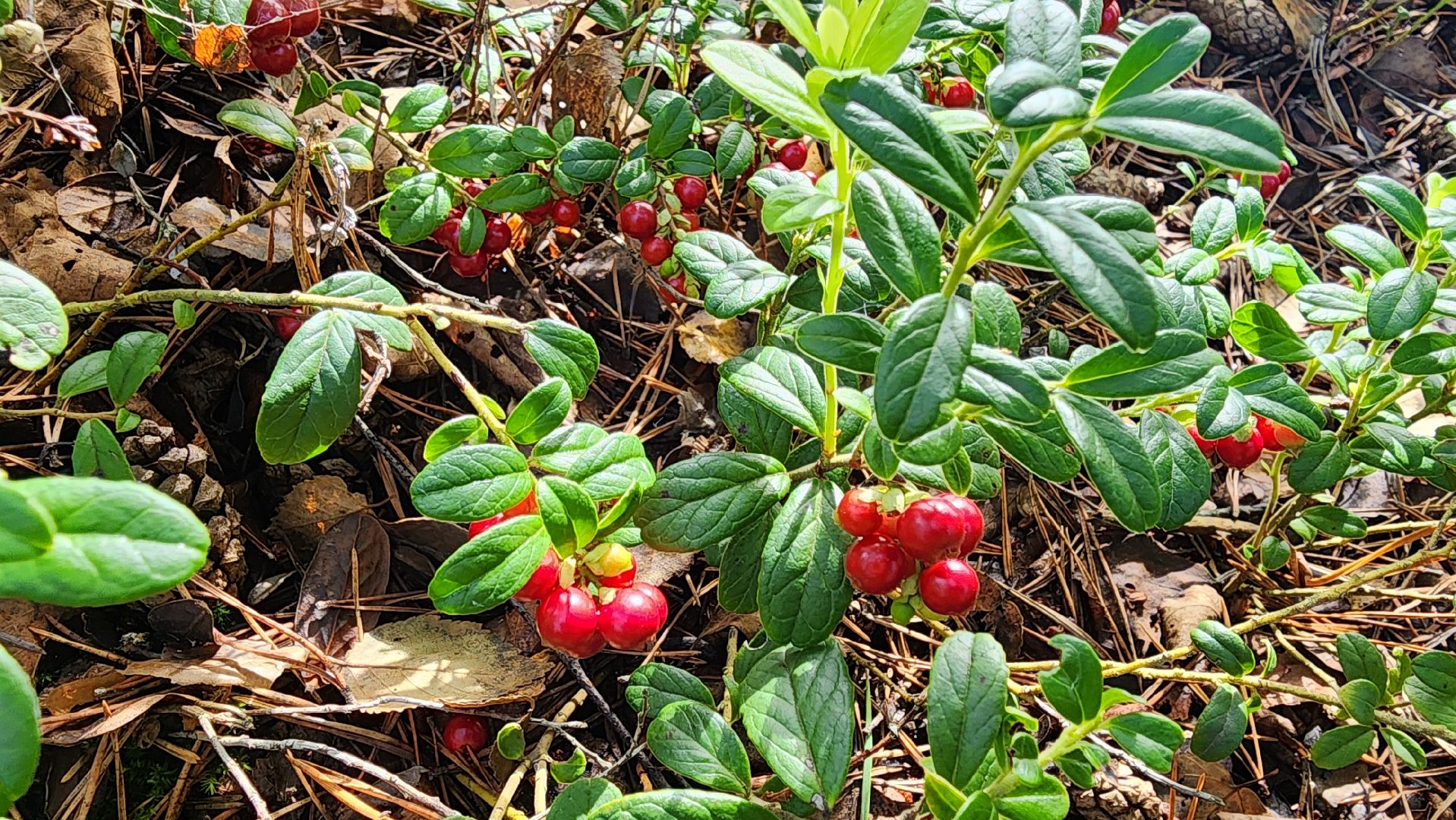 шатура, брусника, лесной виноград, сбор урожая, путешествие, туризм,