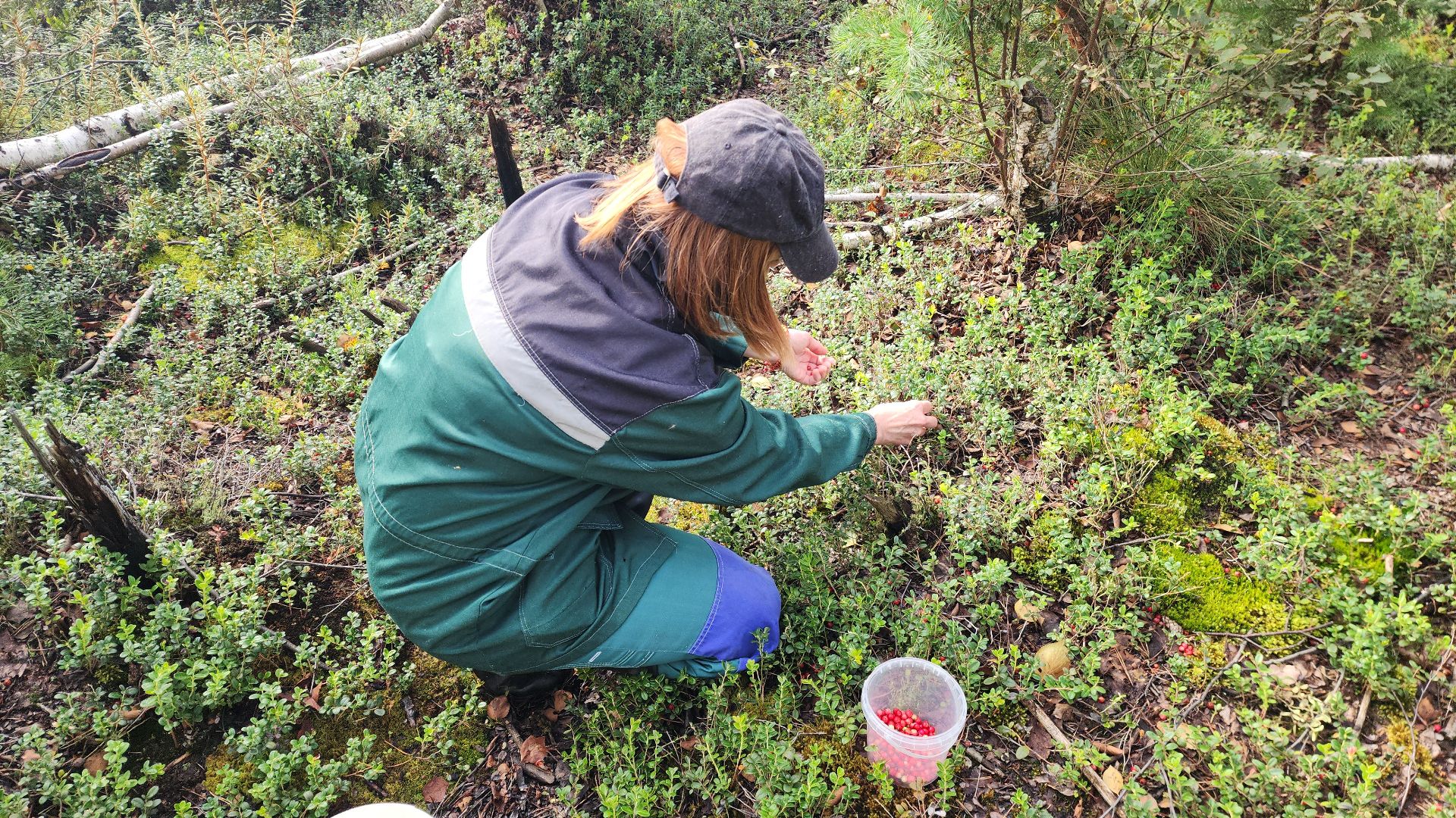 шатура, брусника, лесной виноград, сбор урожая, путешествие, туризм,