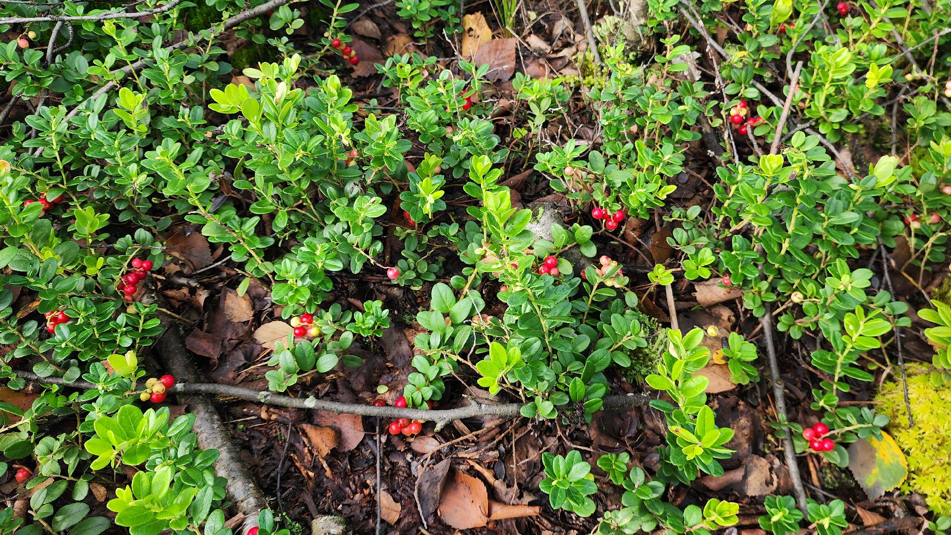 шатура, брусника, лесной виноград, сбор урожая, путешествие, туризм,