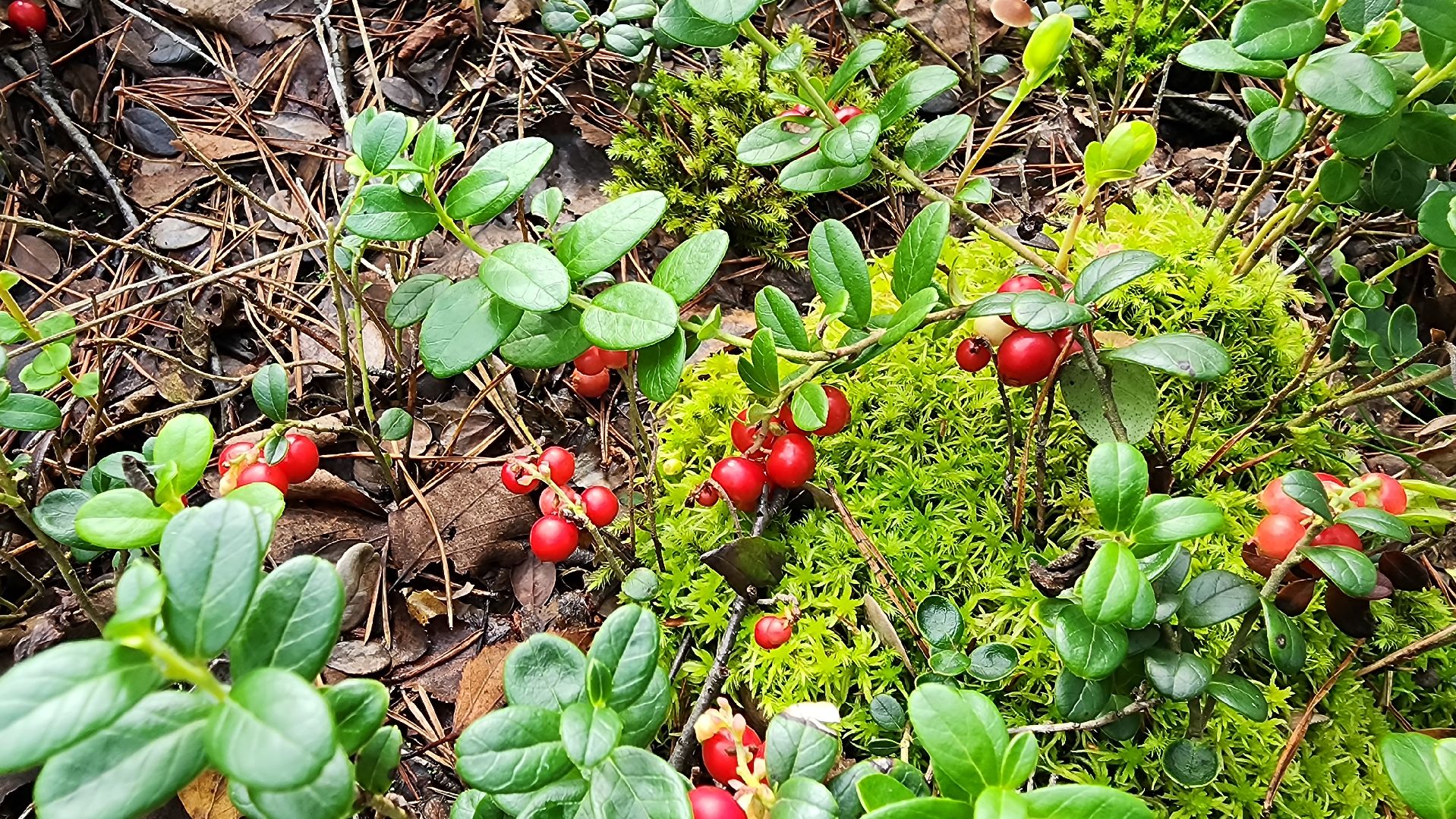 шатура, брусника, лесной виноград, сбор урожая, путешествие, туризм,