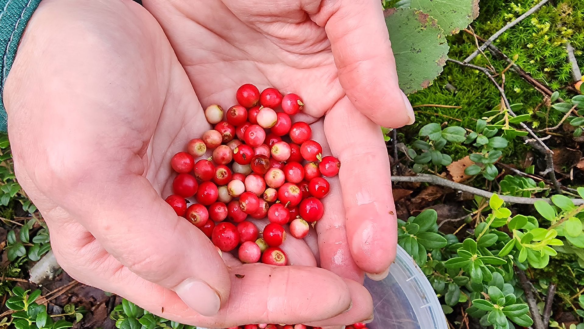 шатура, брусника, лесной виноград, сбор урожая, путешествие, туризм,