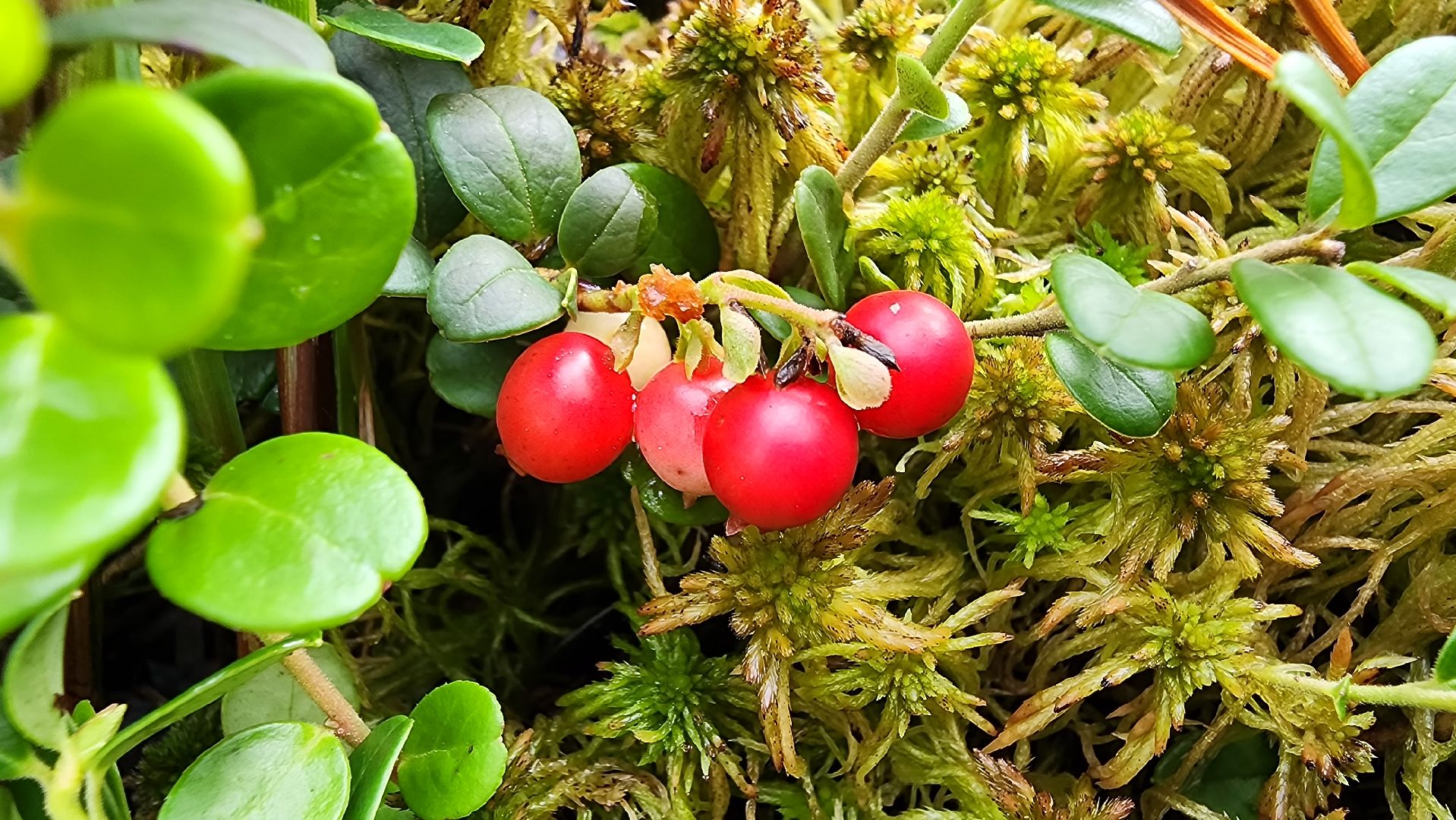шатура, брусника, лесной виноград, сбор урожая, путешествие, туризм,