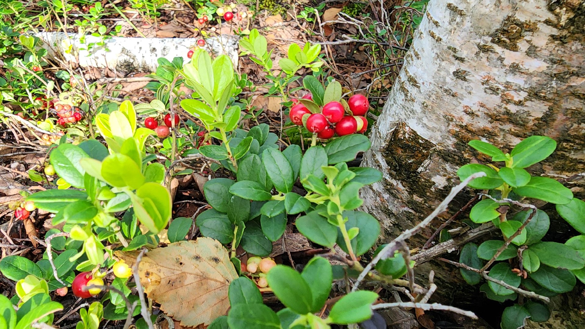 шатура, брусника, лесной виноград, сбор урожая, путешествие, туризм,