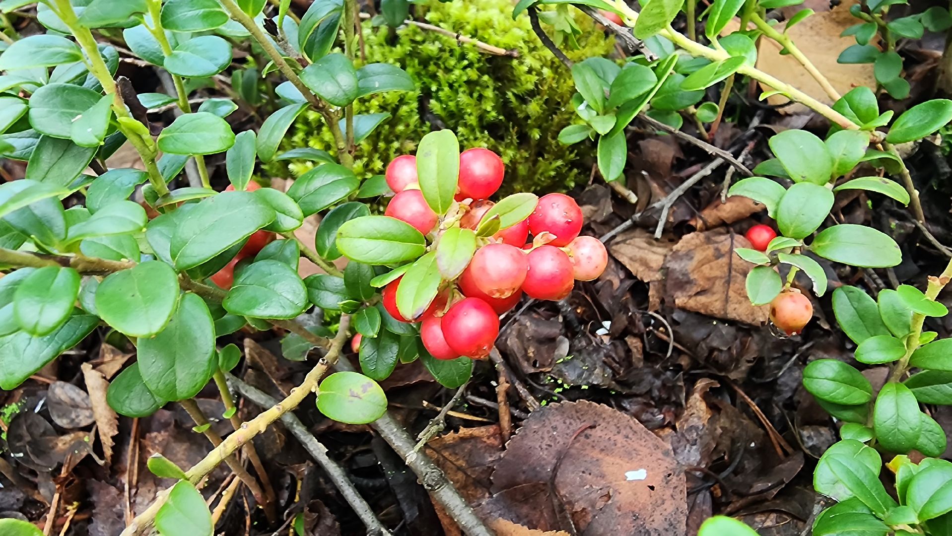 шатура, брусника, лесной виноград, сбор урожая, путешествие, туризм,