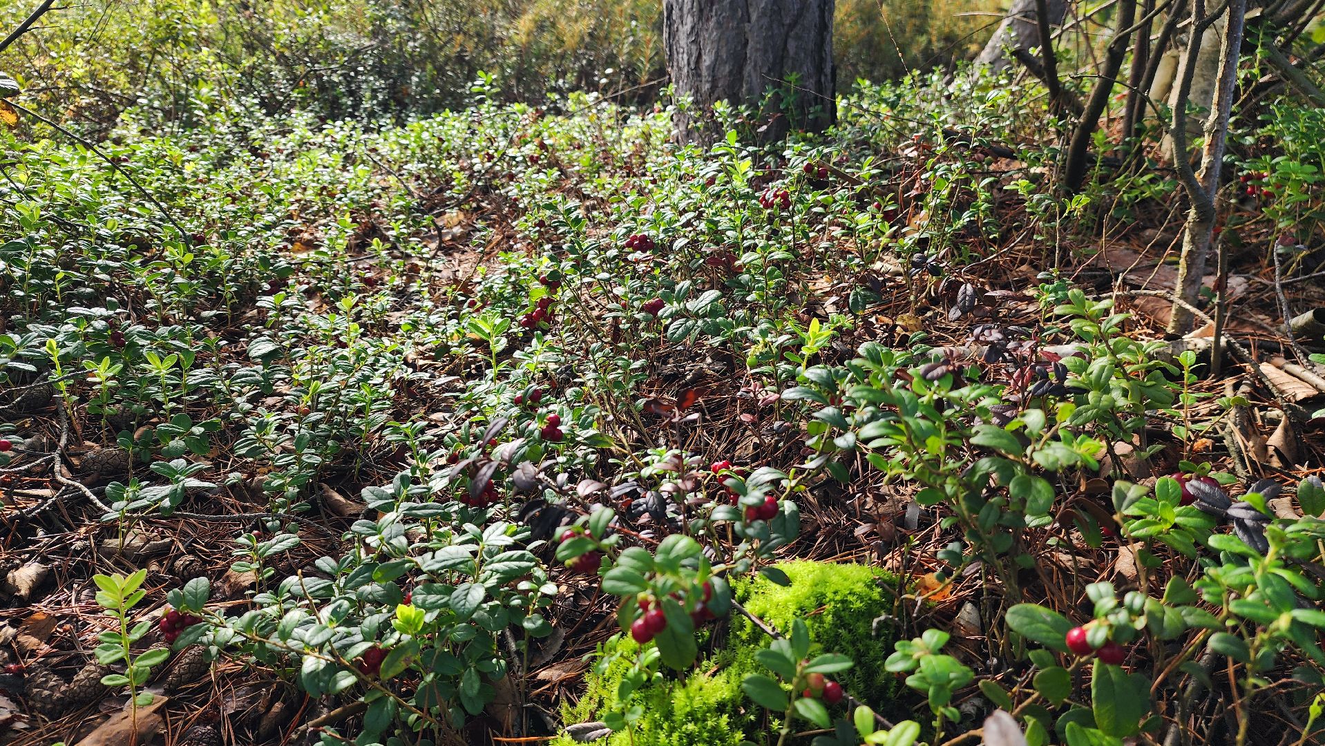 шатура, брусника, лесной виноград, сбор урожая, путешествие, туризм,