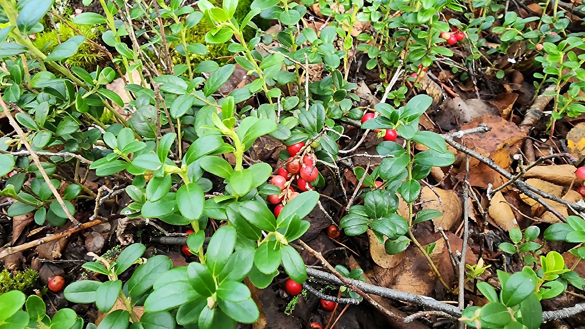 шатура, брусника, лесной виноград, сбор урожая, путешествие, туризм,