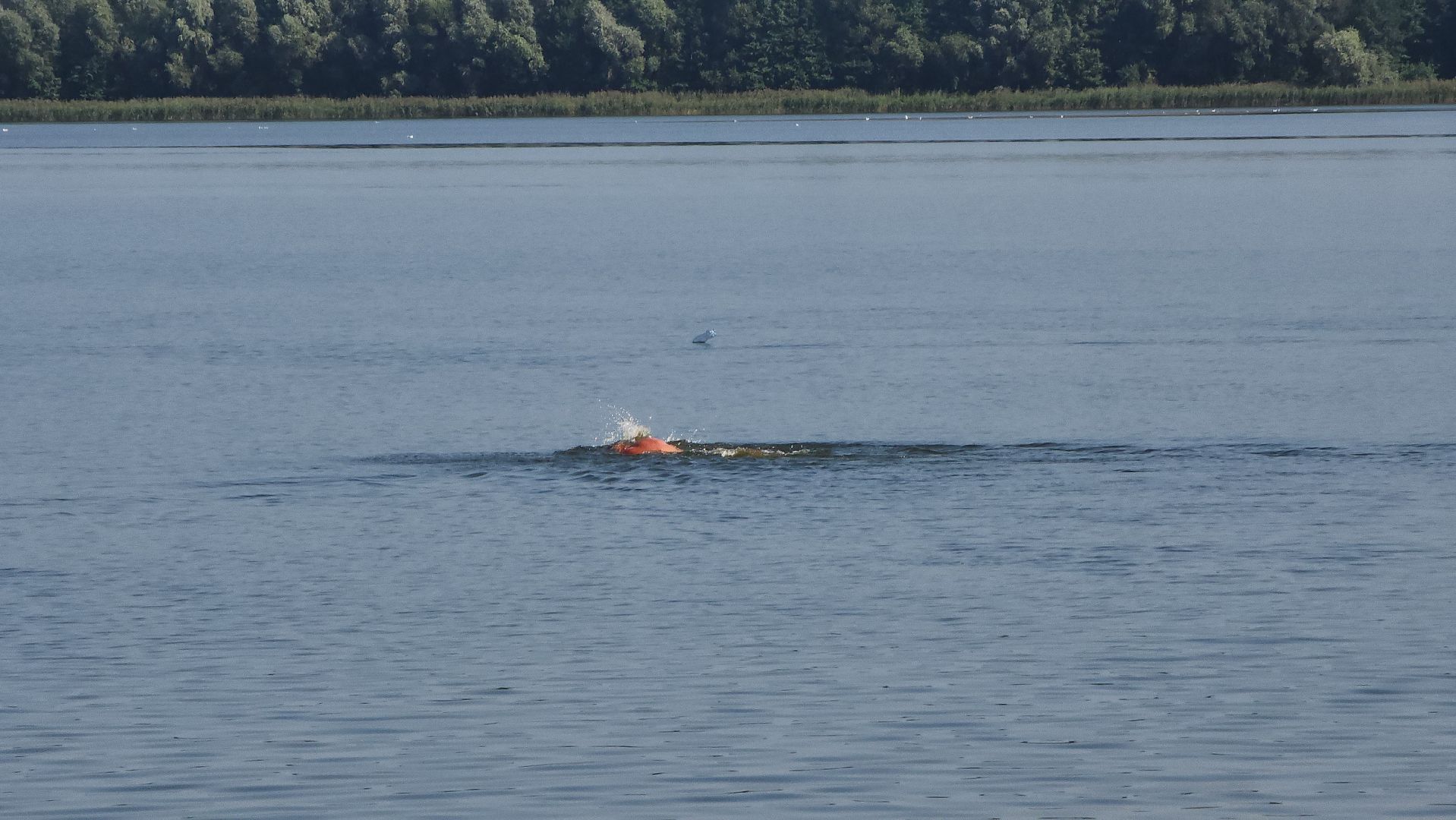 шатура, городской пляж, отдых на воде, туризм, подмосковный туризм, туризм в подмосковье,