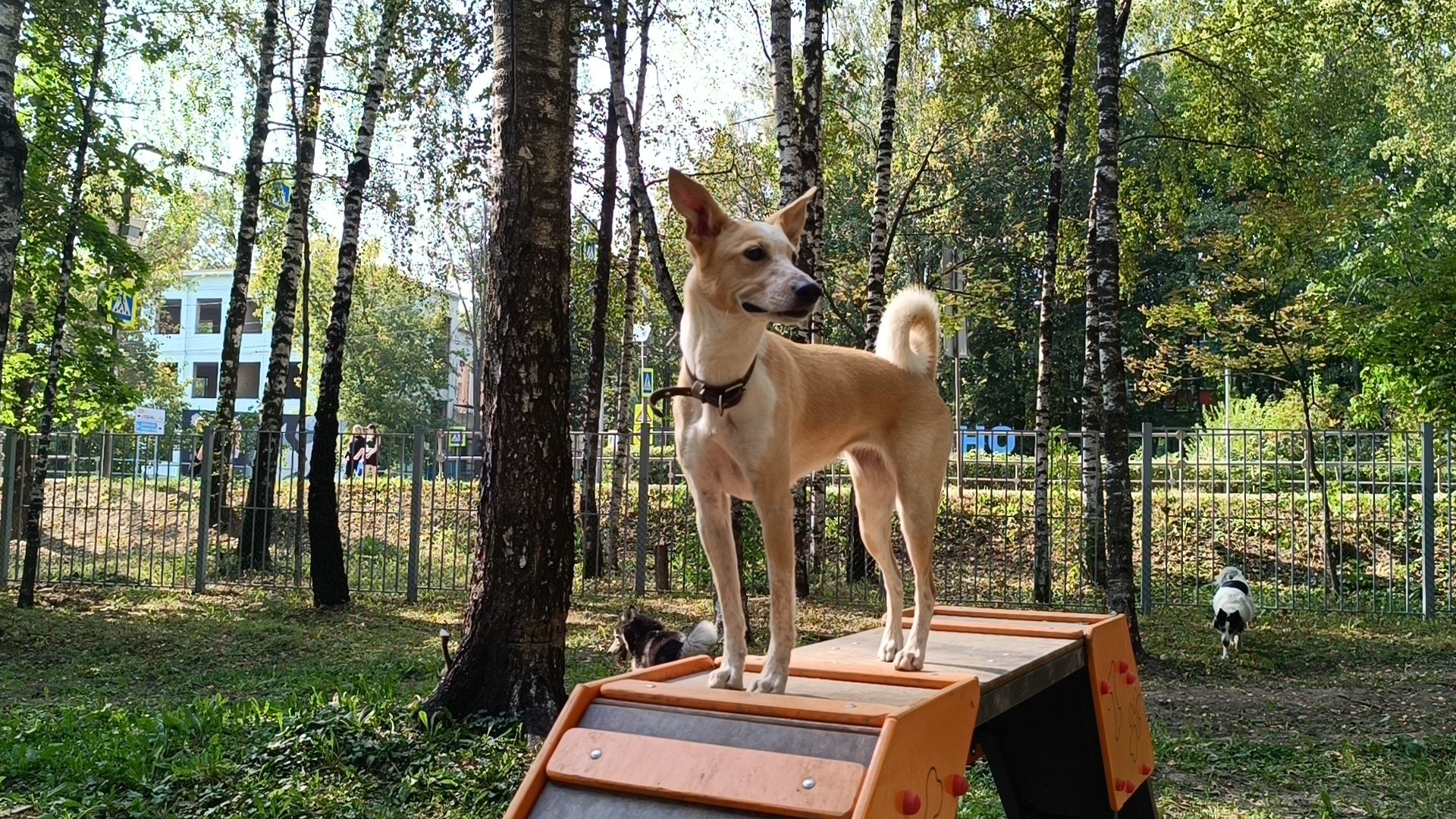 собака, лобня, парк,