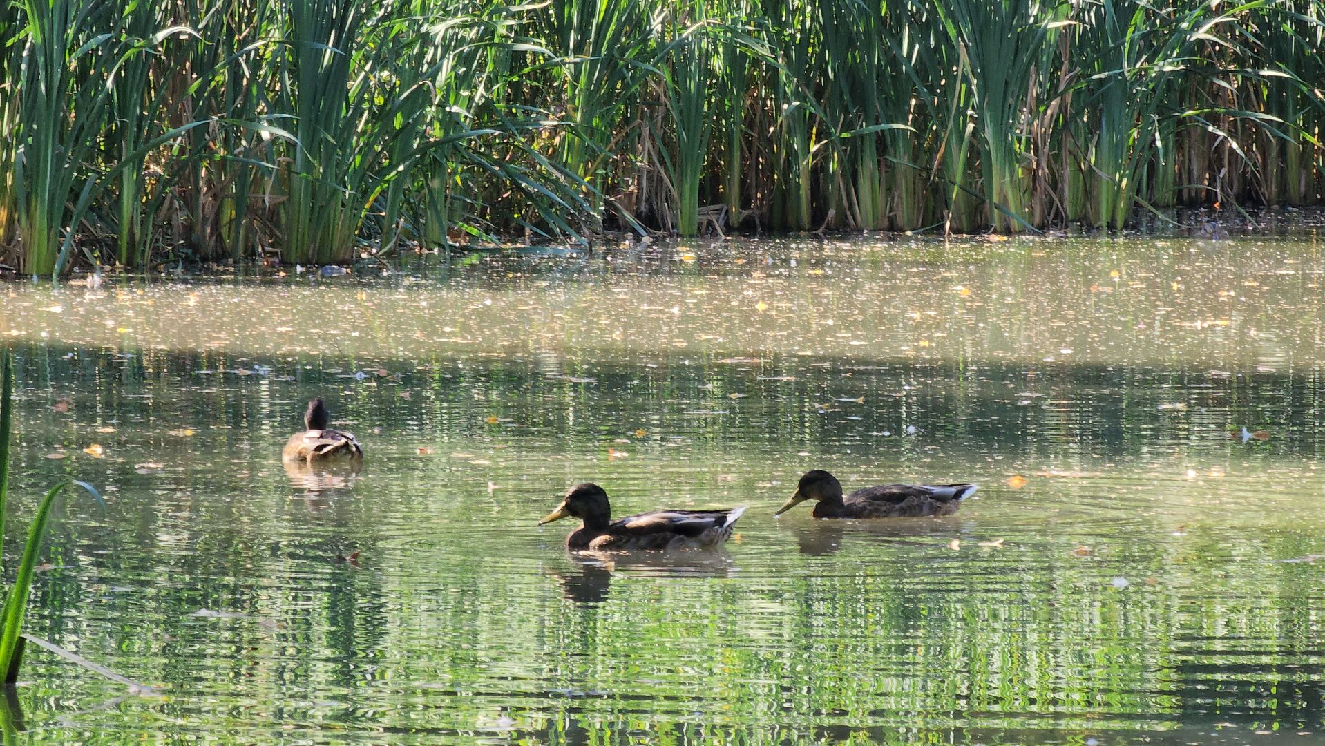 одинцово, баковка, жкх, экология, пруд,