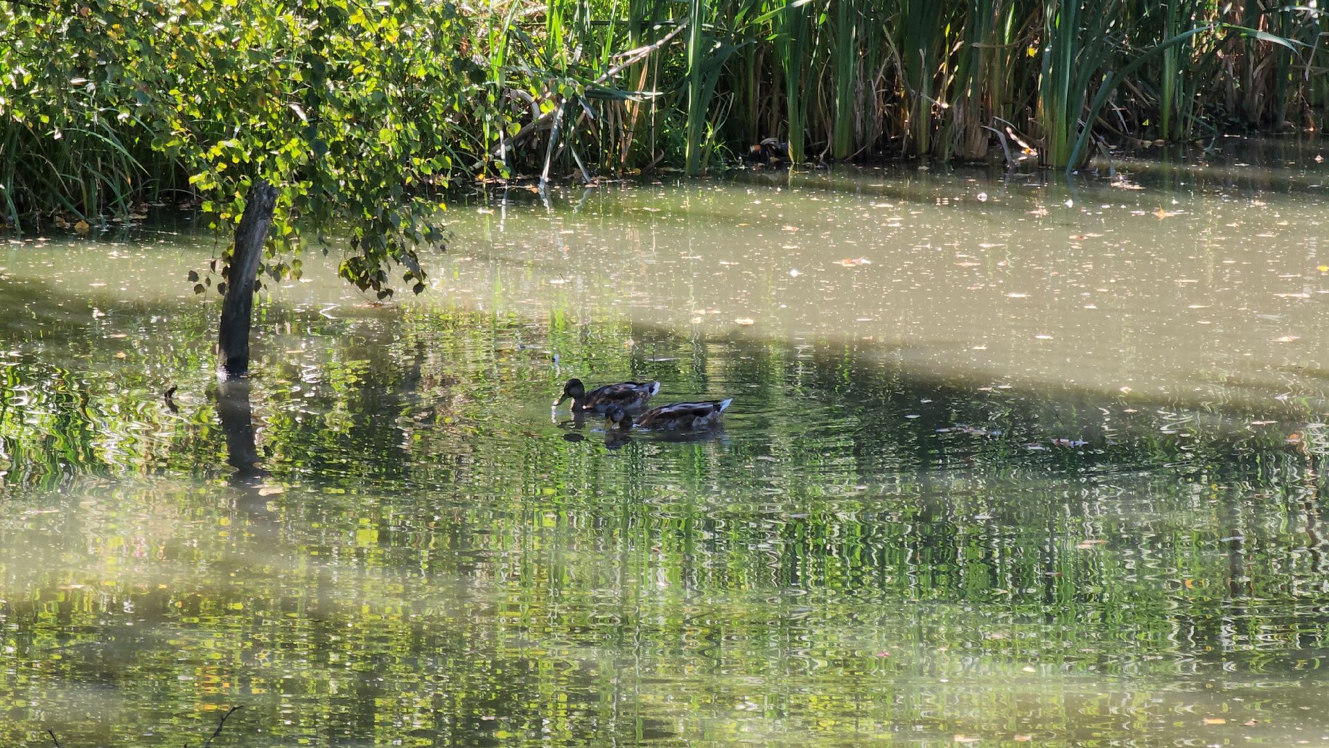 одинцово, баковка, жкх, экология, пруд,