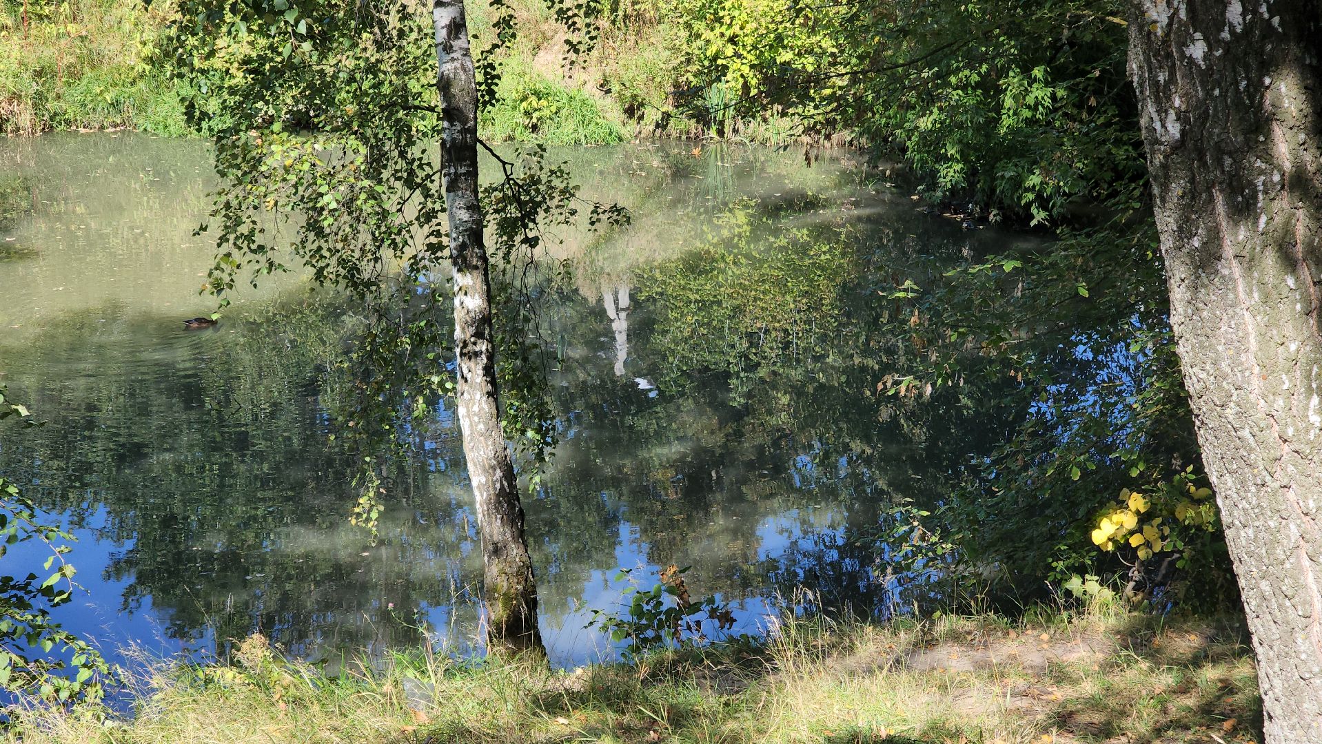 одинцово, баковка, жкх, экология, пруд,