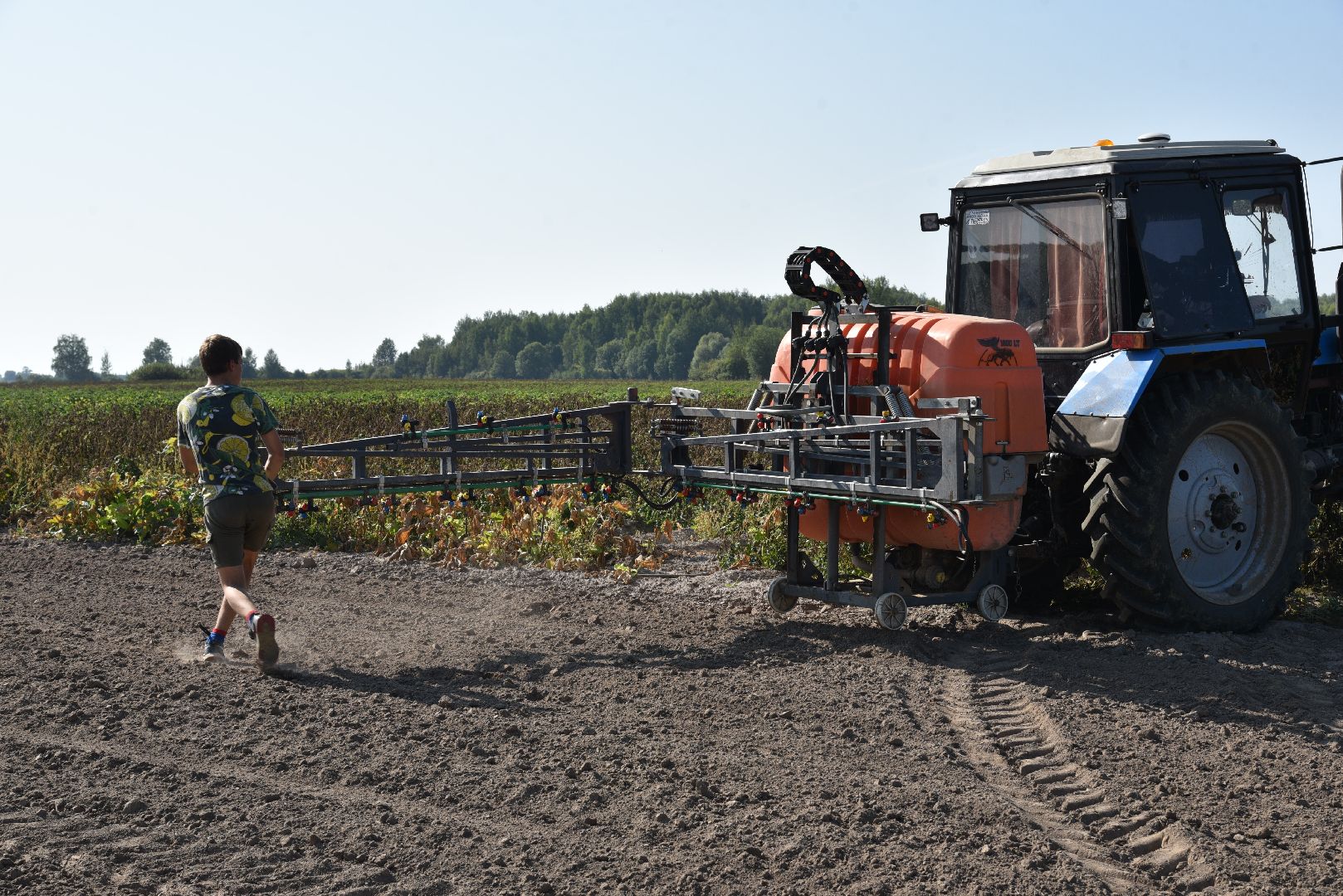 лотошино, сельское хозяйство, картофель, урожай 2024,