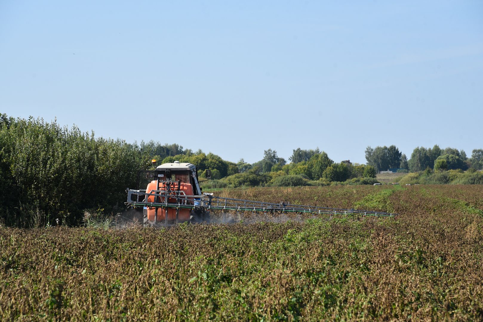 лотошино, сельское хозяйство, картофель, урожай 2024,
