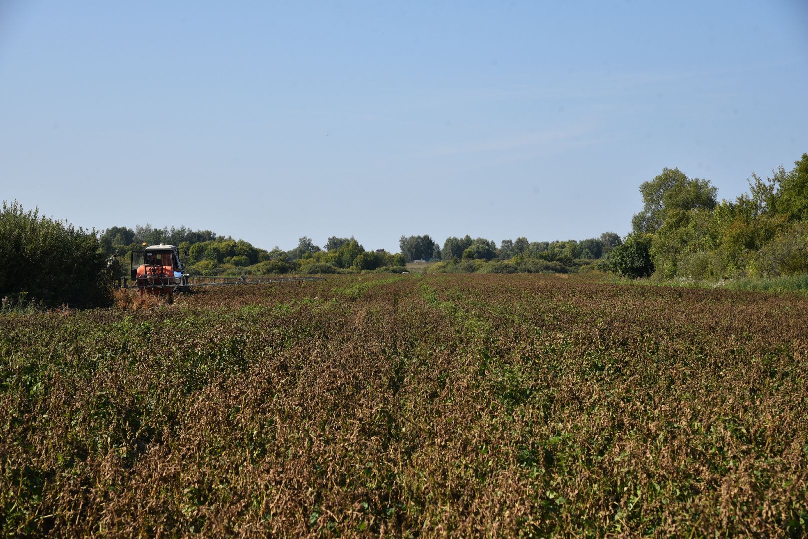 лотошино, сельское хозяйство, картофель, урожай 2024,