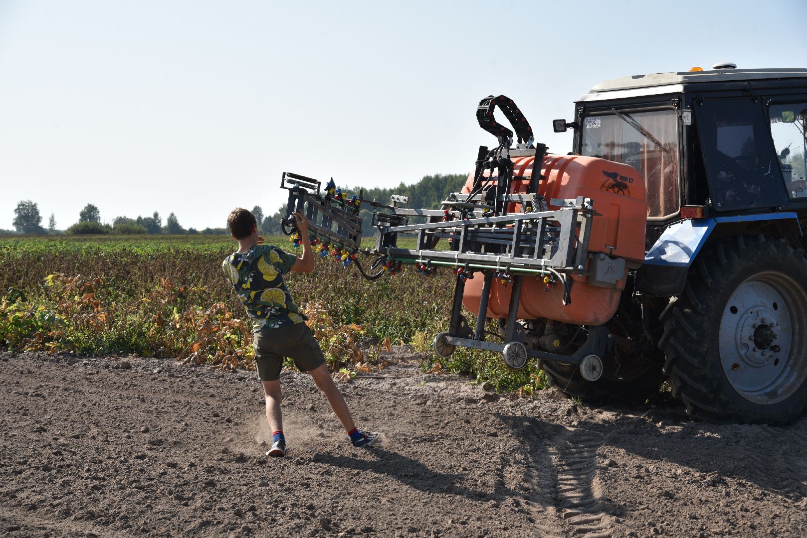 лотошино, сельское хозяйство, картофель, урожай 2024,