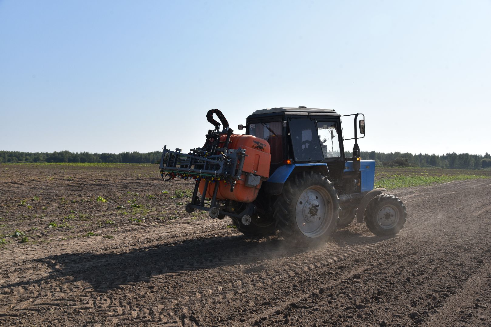 лотошино, сельское хозяйство, картофель, урожай 2024,