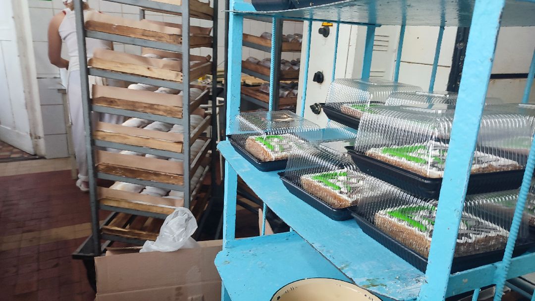 Кашира, общество