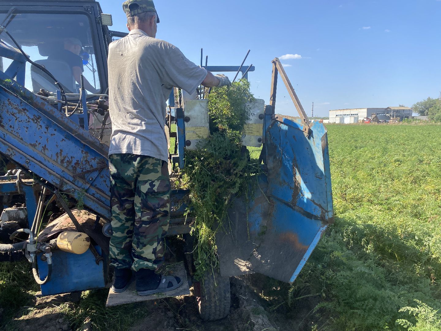 Коломна, сельское хозяйство, уборочная кампания, морковь,