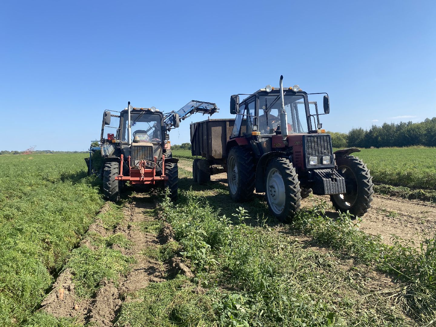 Коломна, сельское хозяйство, уборочная кампания, морковь,