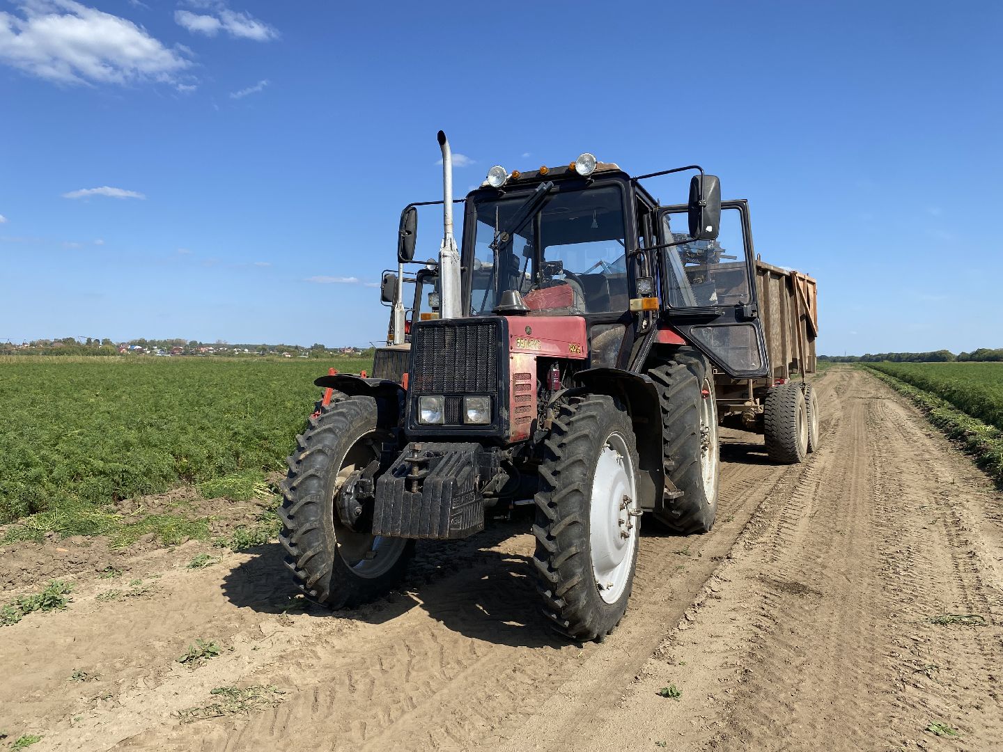 Коломна, сельское хозяйство, уборочная кампания, морковь,