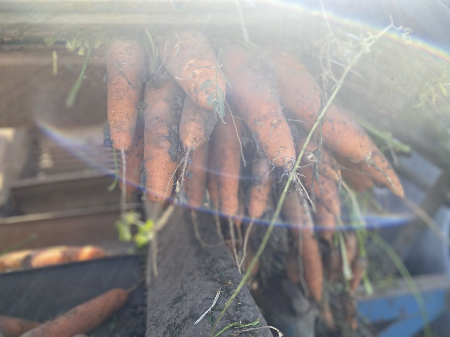 Коломна, сельское хозяйство, уборочная кампания, морковь,