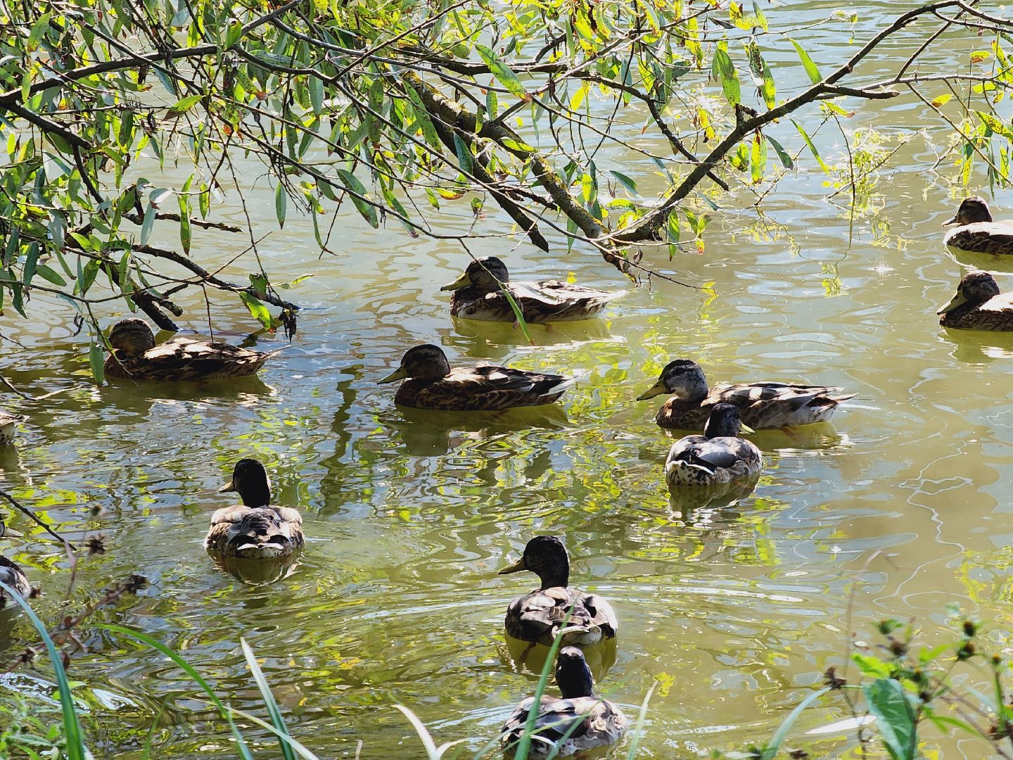 Егорьевск, Подмосковье, Московская область, вода россии, экология, благоустройство,