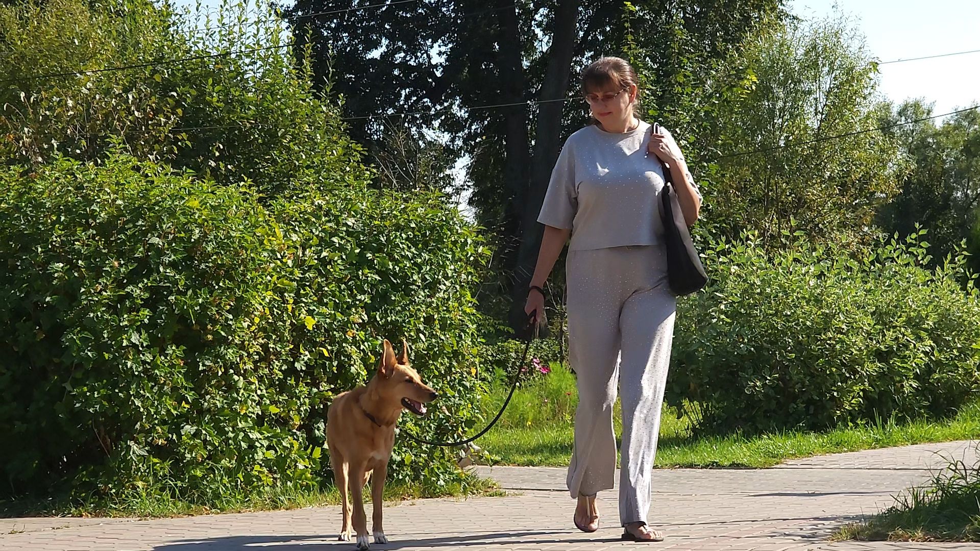 одинцово, голицыно, ветеринарная служба, прививка, бешенство, чипирование домашних животных,