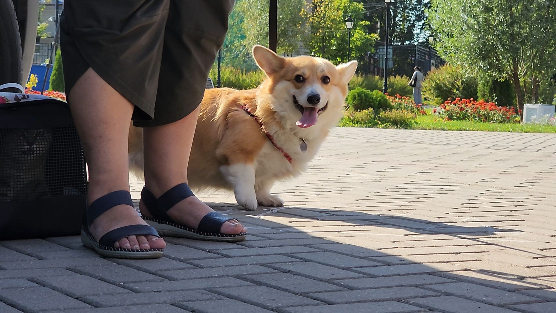 одинцово, голицыно, ветеринарная служба, прививка, бешенство, чипирование домашних животных,