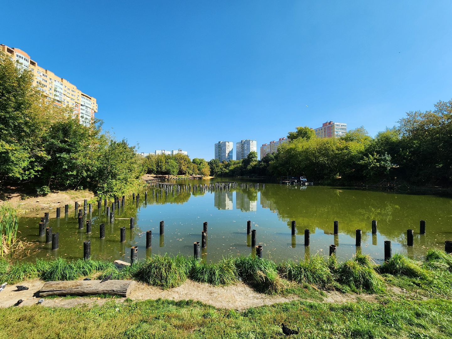 благоустройство, малый тарычевский пруд, набережная тарычевского пруда, видное, ленинский округ,благоустройство набережной, брусника, зеленые аллеи,