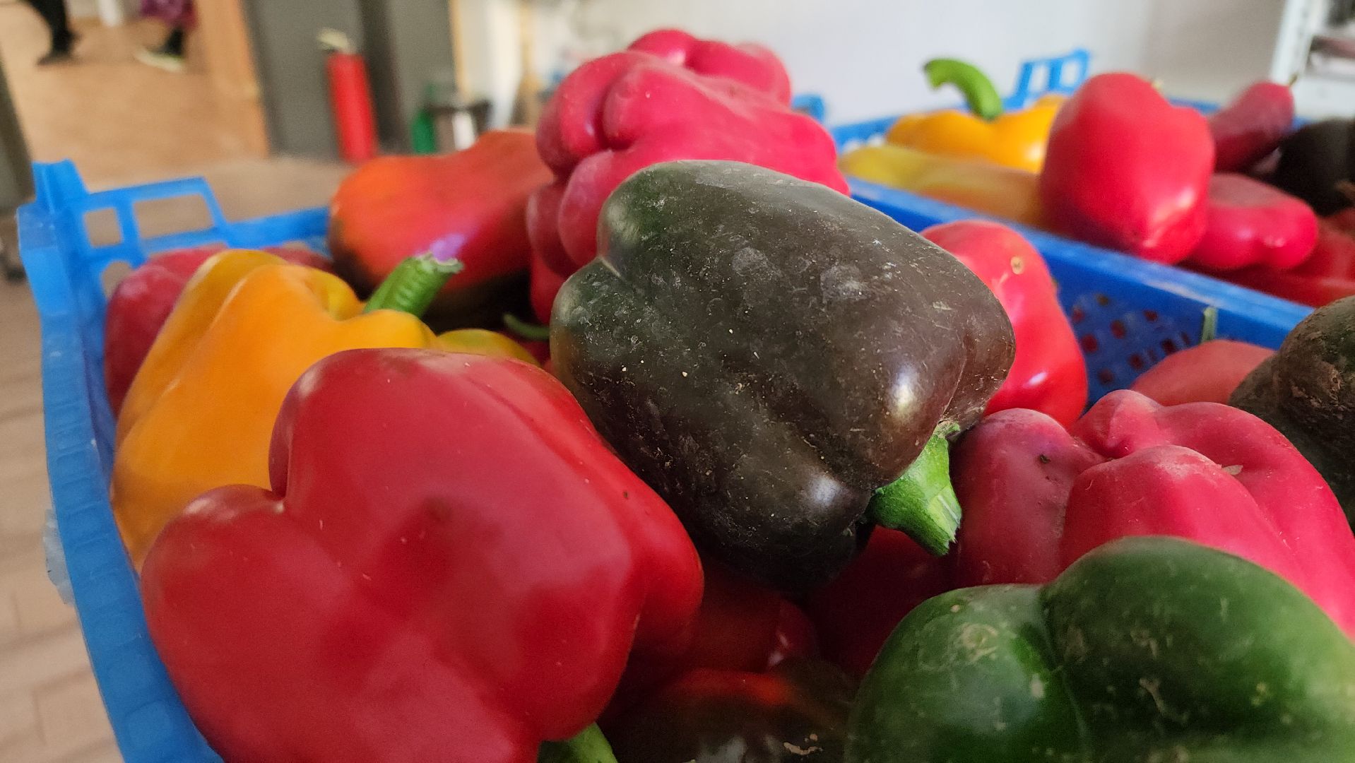 ступино, образование, агроклассы,