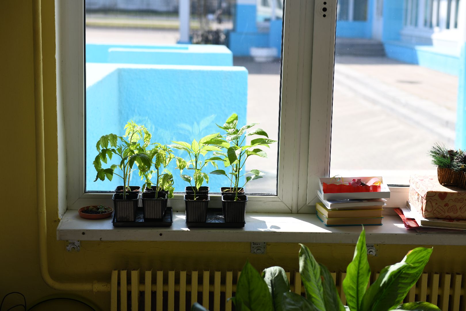 лыткарино, дачный сезон, гимназия