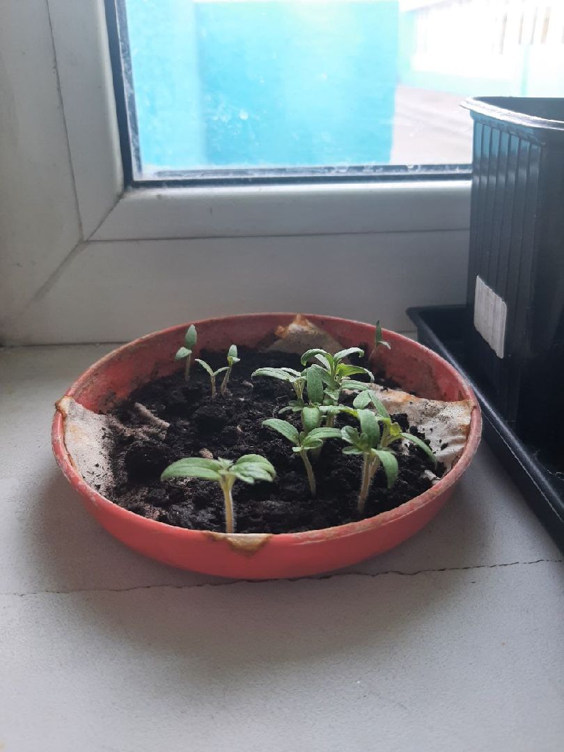 лыткарино, дачный сезон, гимназия