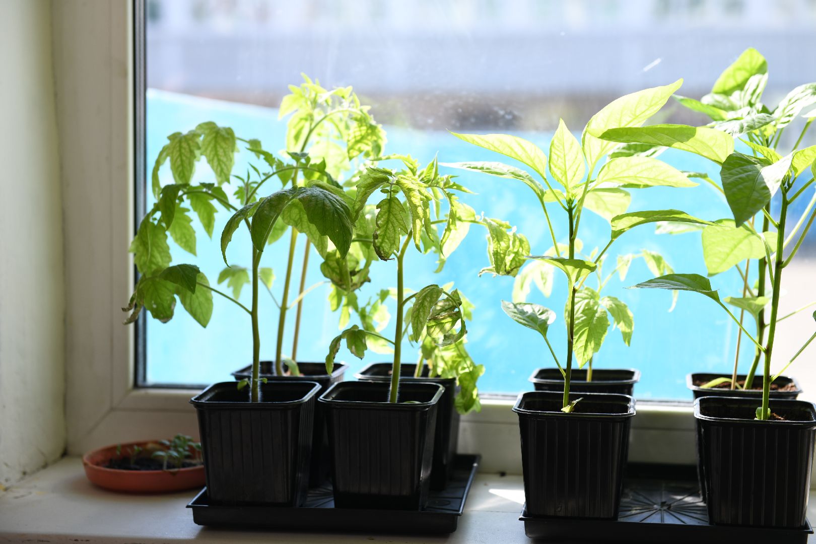 лыткарино, дачный сезон, гимназия