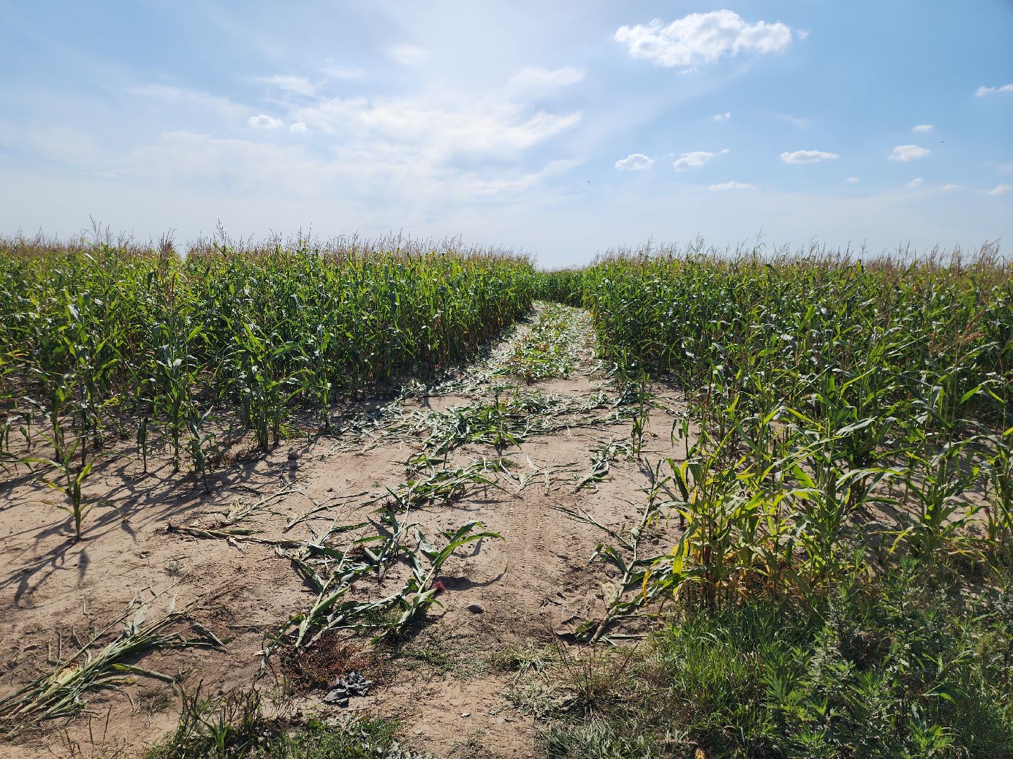 Руза, Ватулино, Чп, Авиакатастрофа, рузский городской округ, Самолет, рузский округ,