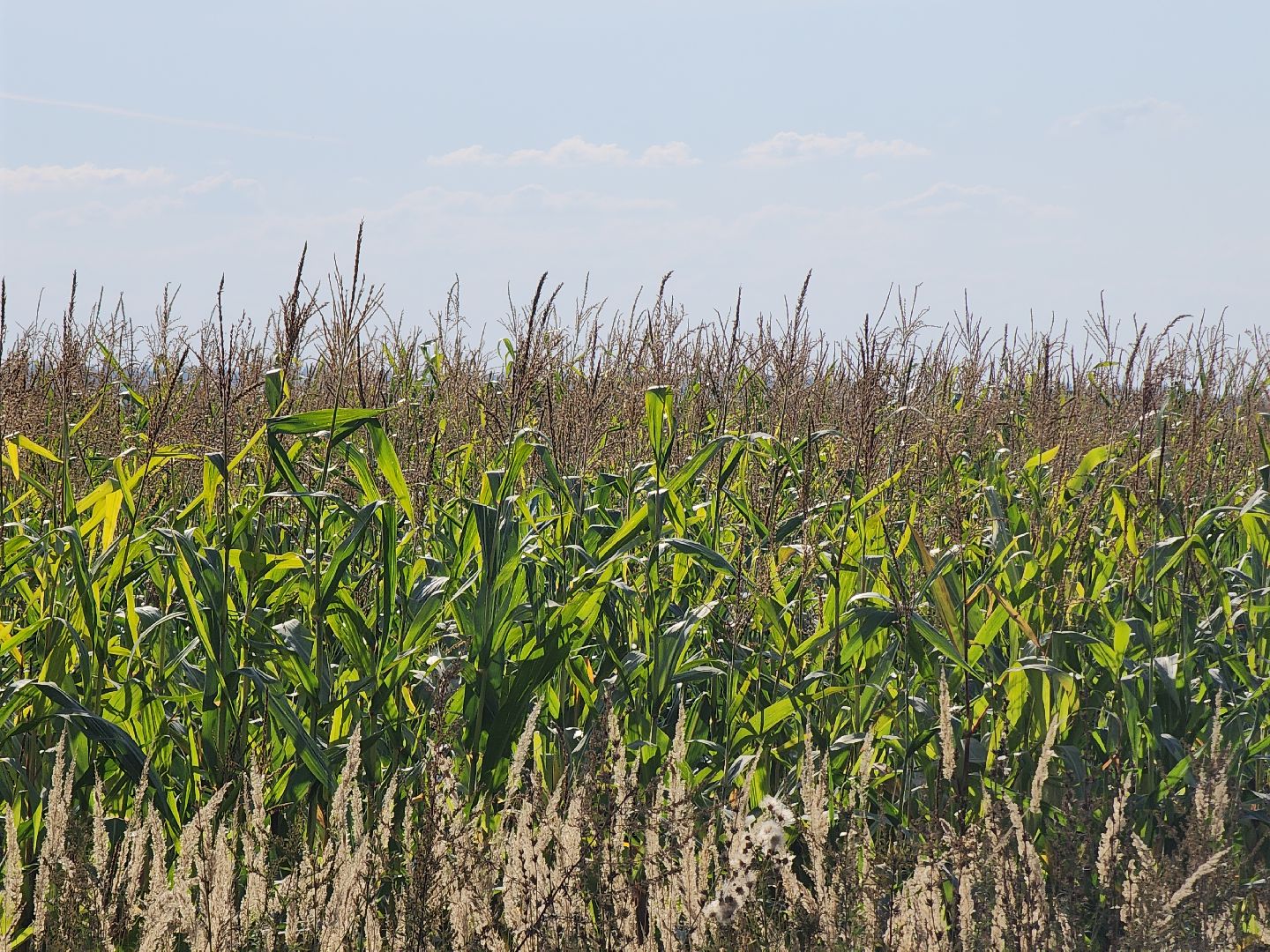 Руза, Ватулино, Чп, Авиакатастрофа, рузский городской округ, Самолет, рузский округ,