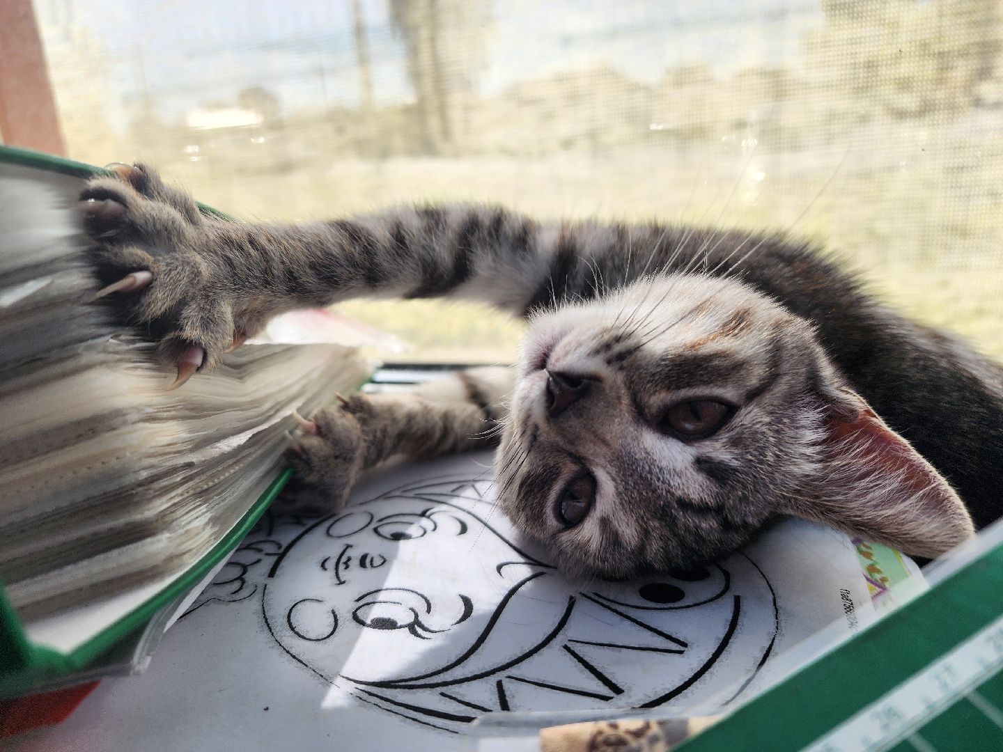 волоколамск, луна, кошка, выборы, эксклюзив,