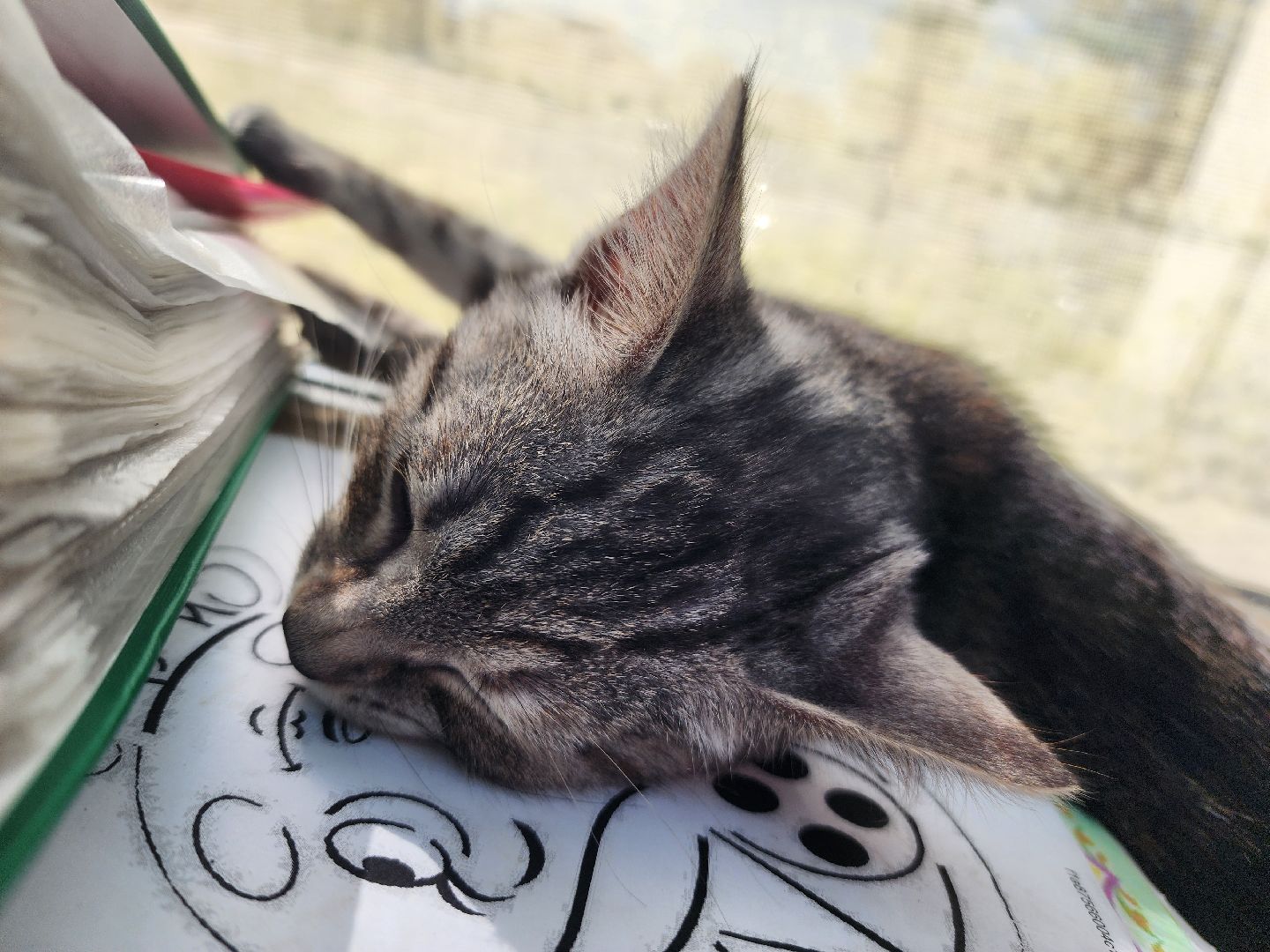 волоколамск, луна, кошка, выборы, эксклюзив,