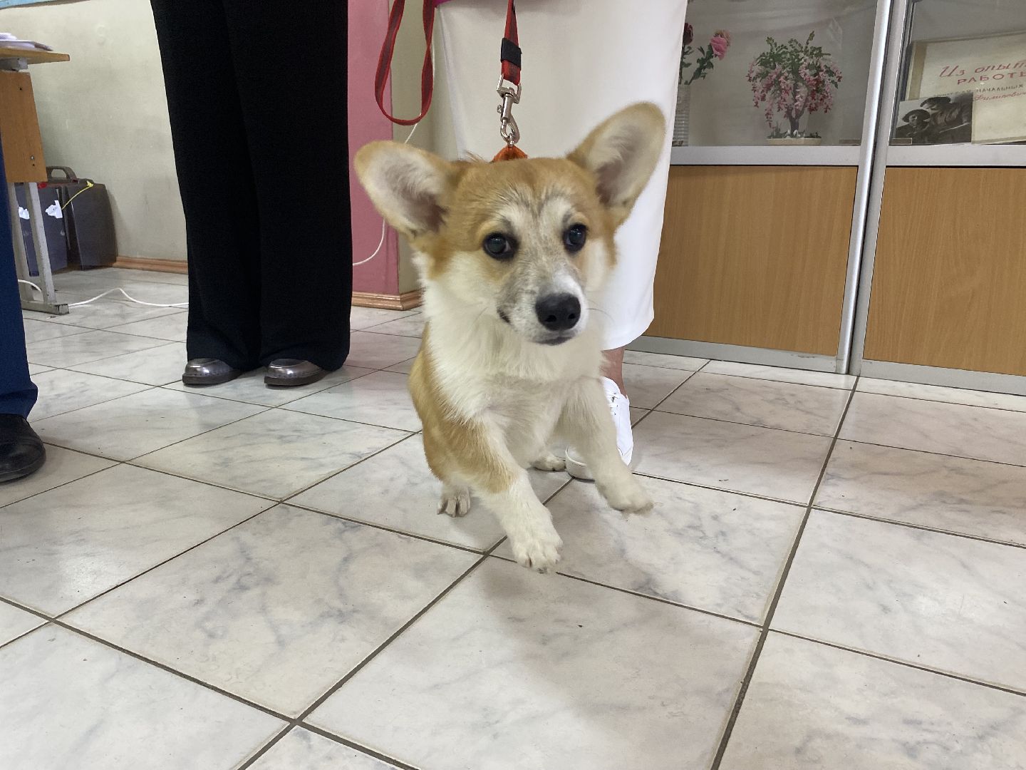 луховицы, выборы 2024,