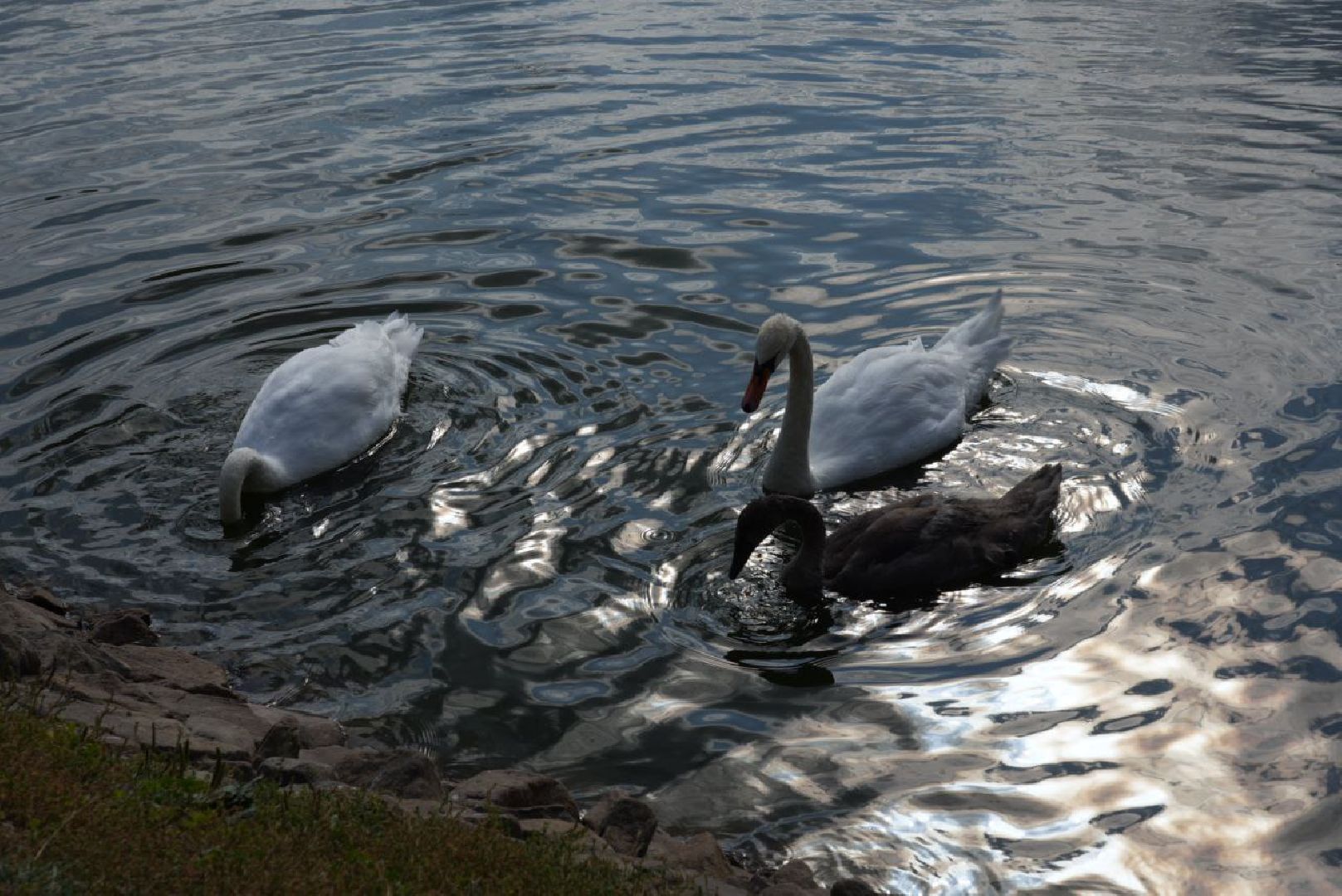 Лебеди, Сергиев Посад,Птицы, Общество,