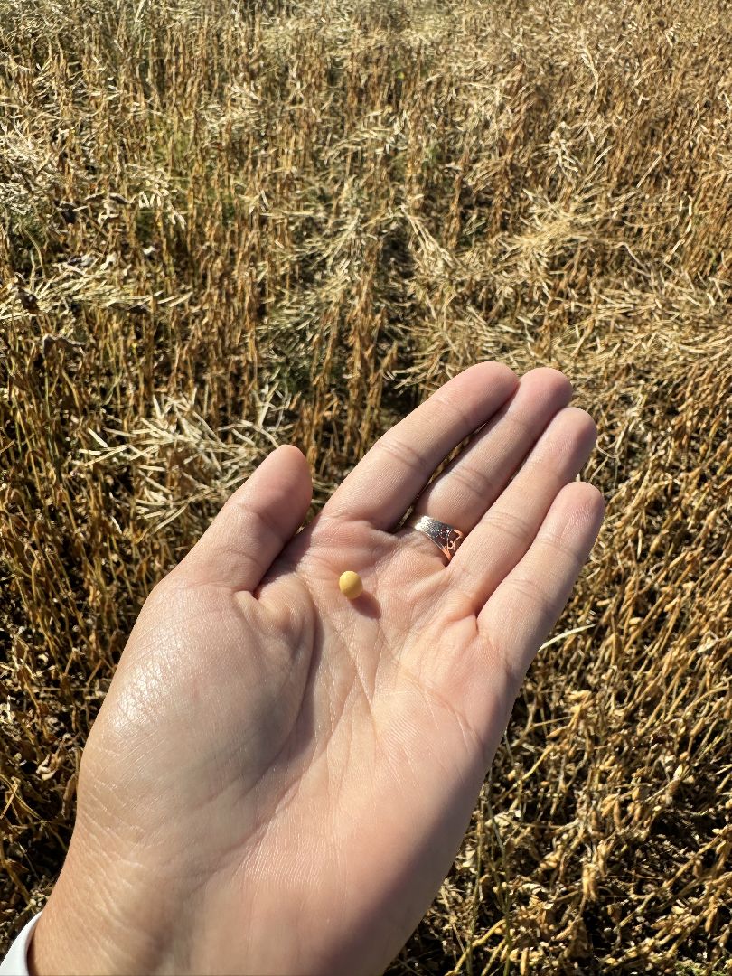 шаховская, уборка полей, сельское хозяйство,