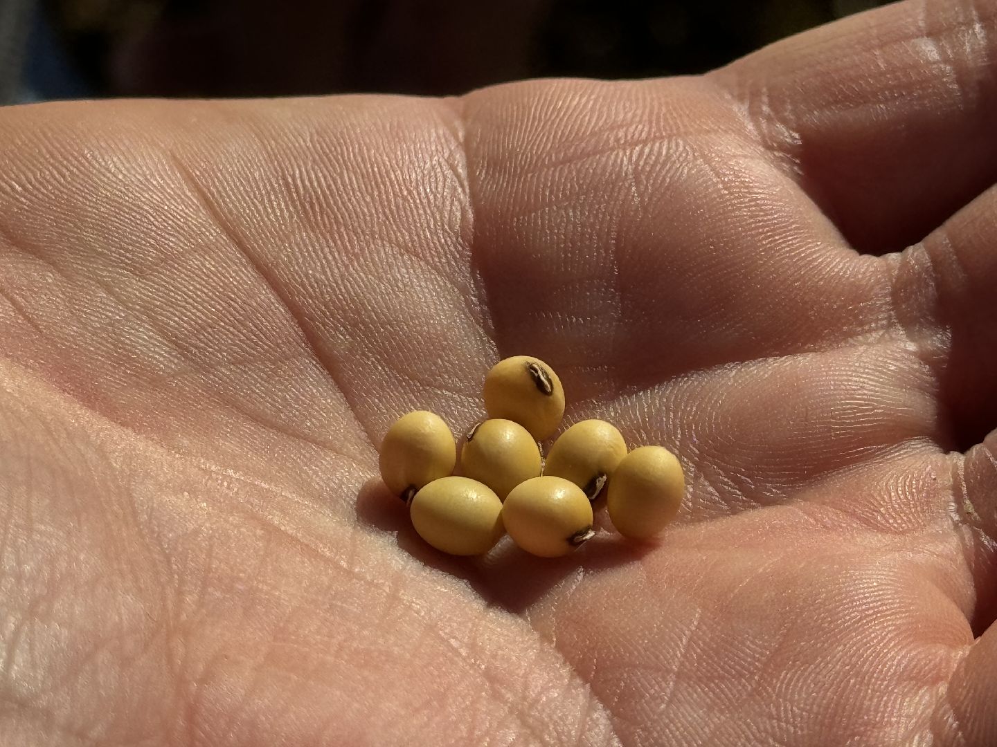 шаховская, уборка полей, сельское хозяйство,