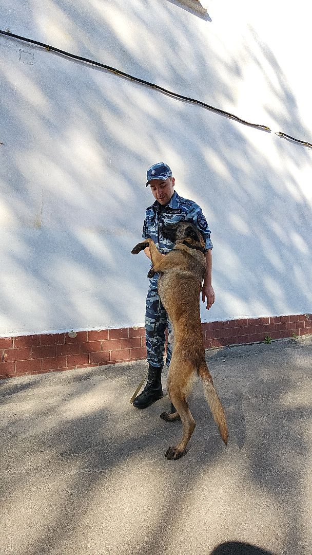 безопасность, полиция, умвд россии, гибдд, гаи, служба, служба 112, служба полиции, служба ппс,