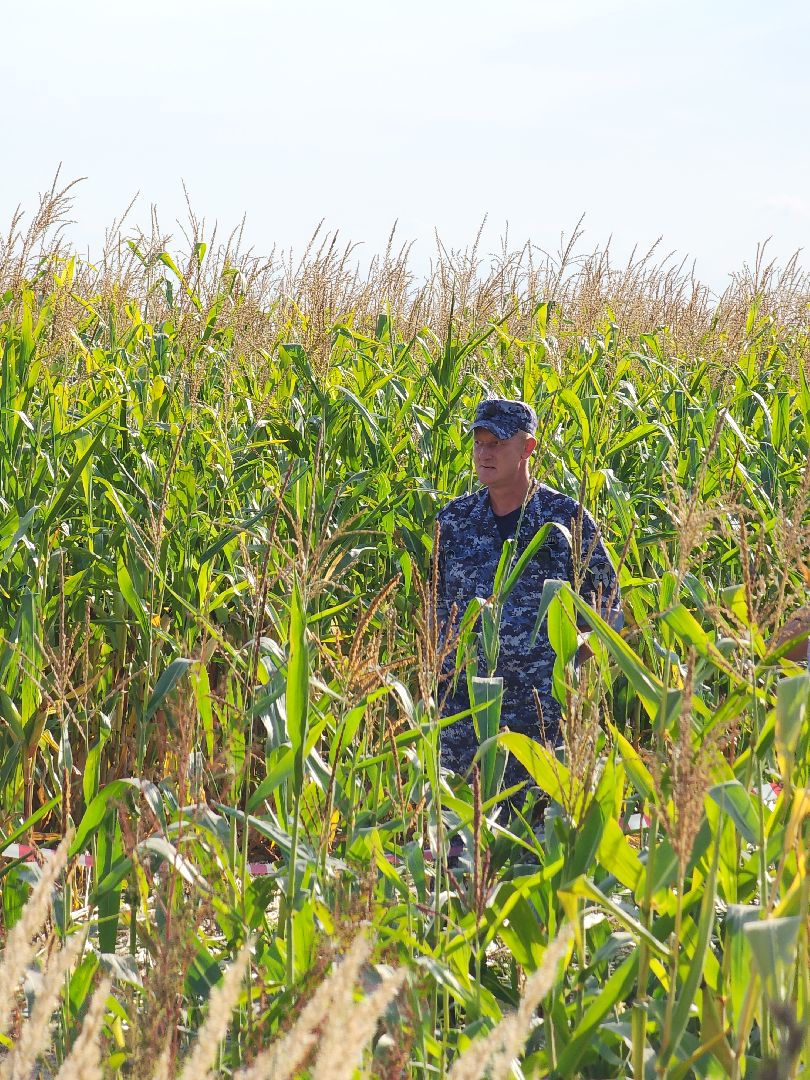 Руза, рузский городской округ, рузский хлебзавод, крушение самолета, авиакатастрофа, Чп, ватулино,