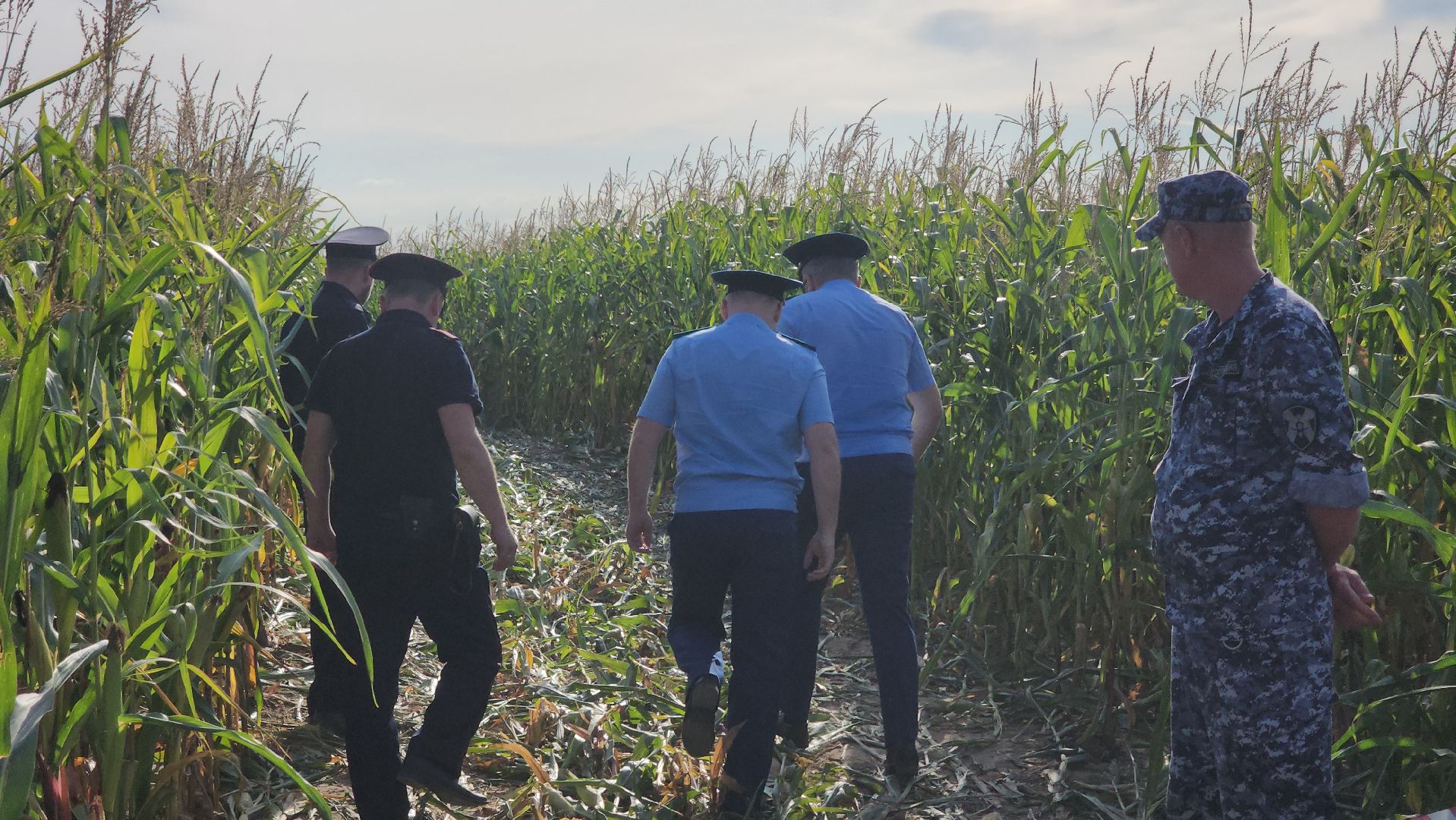 Руза, рузский городской округ, рузский хлебзавод, крушение самолета, авиакатастрофа, Чп, ватулино,
